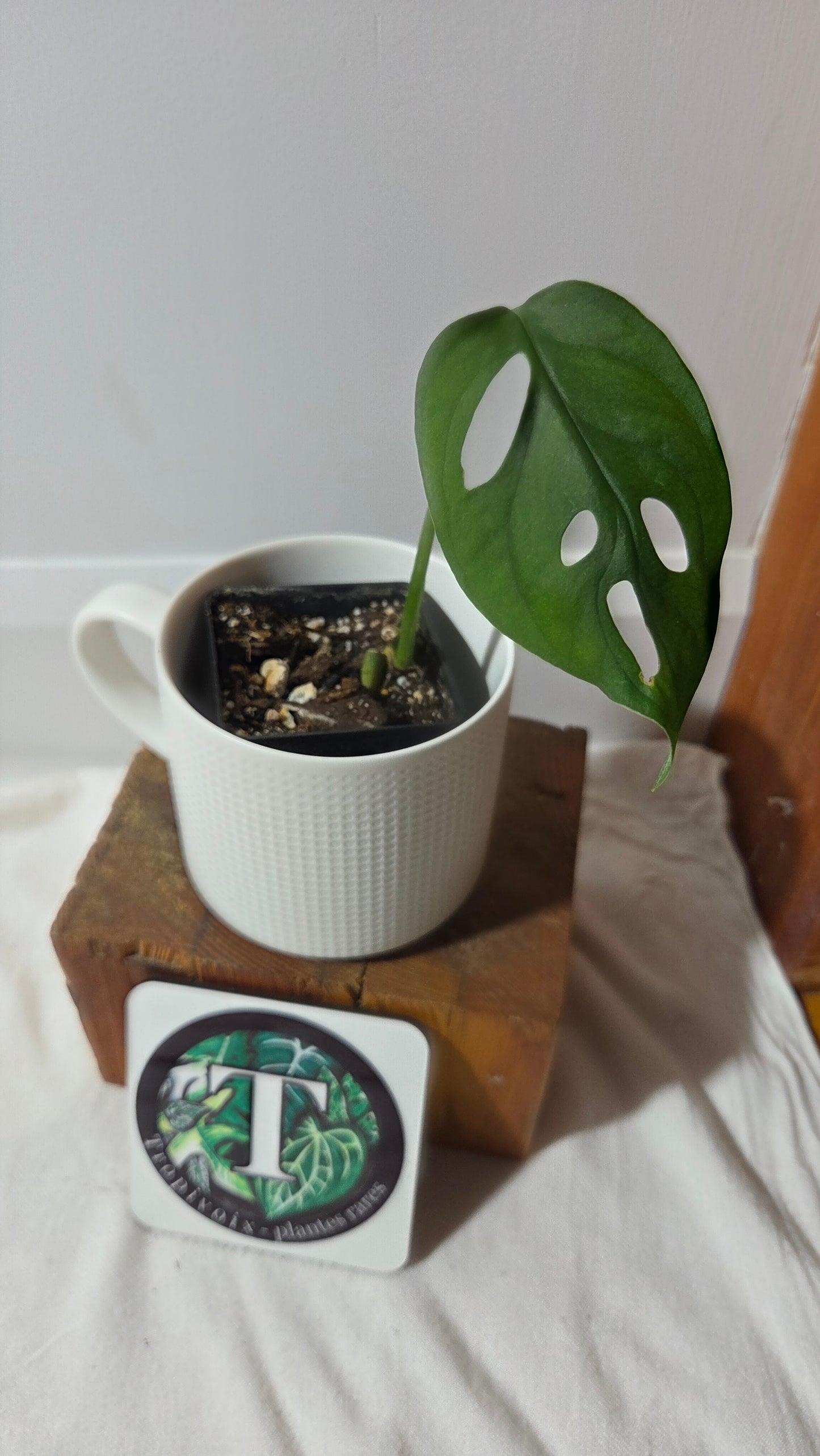 Monstera Obliqua Aff Muyuna Round (MON-523)
