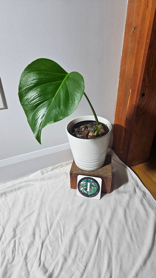 Monstera Brazilian Form (MON-450)