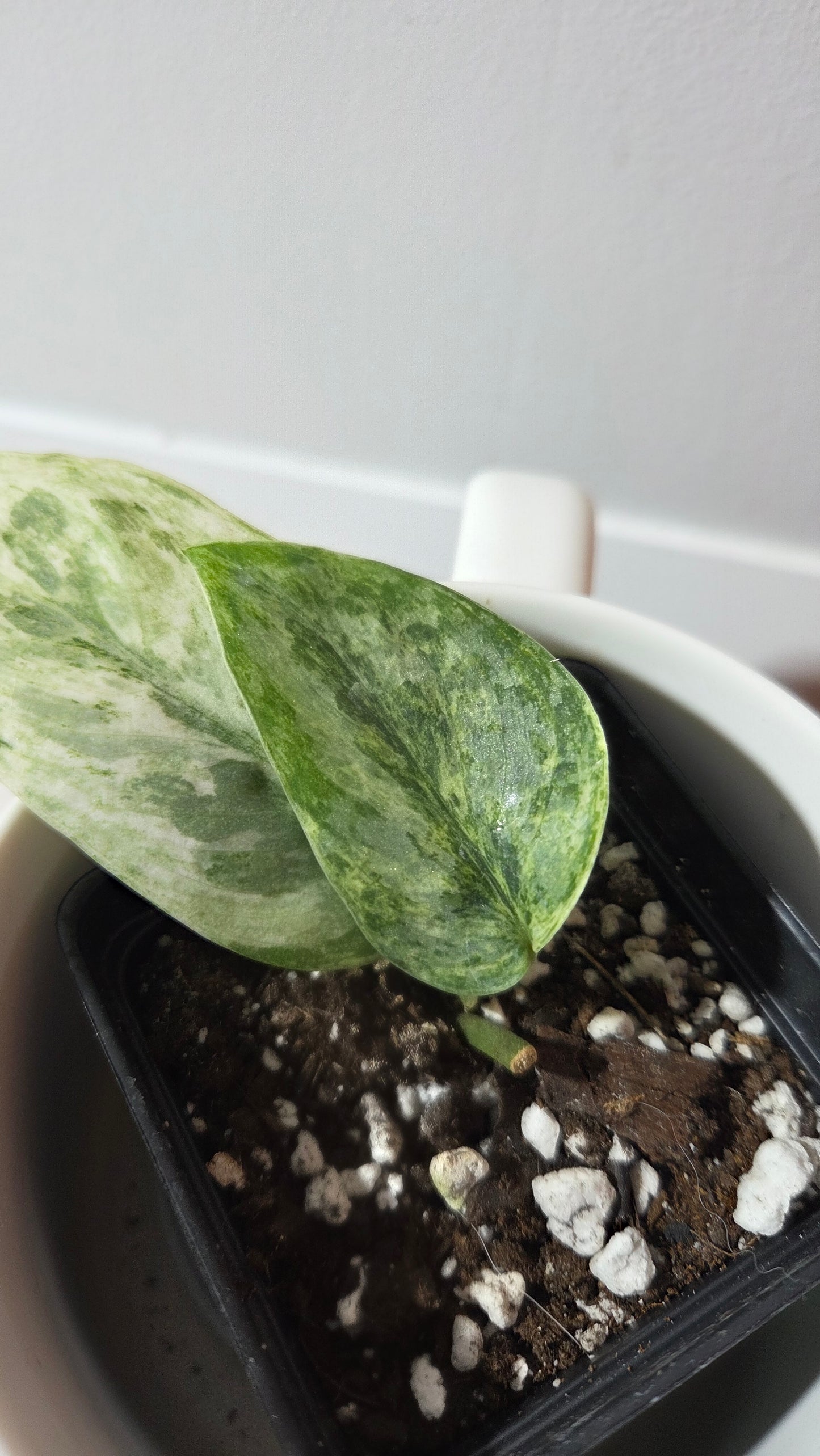 Scindapsus Perlas (SCI-1348)