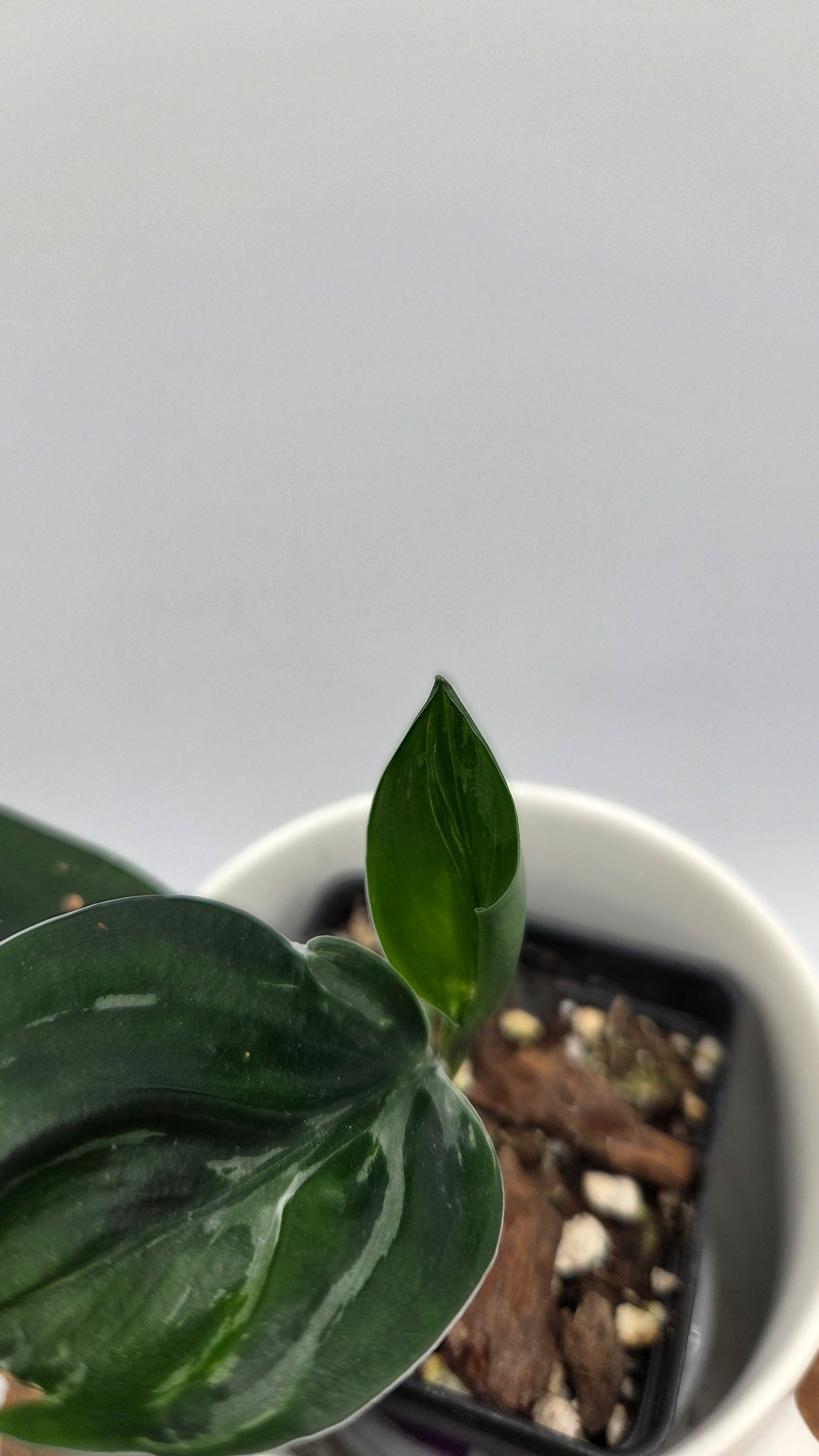 Scindapsus Treubii Dark Form silver (SCI-1011)