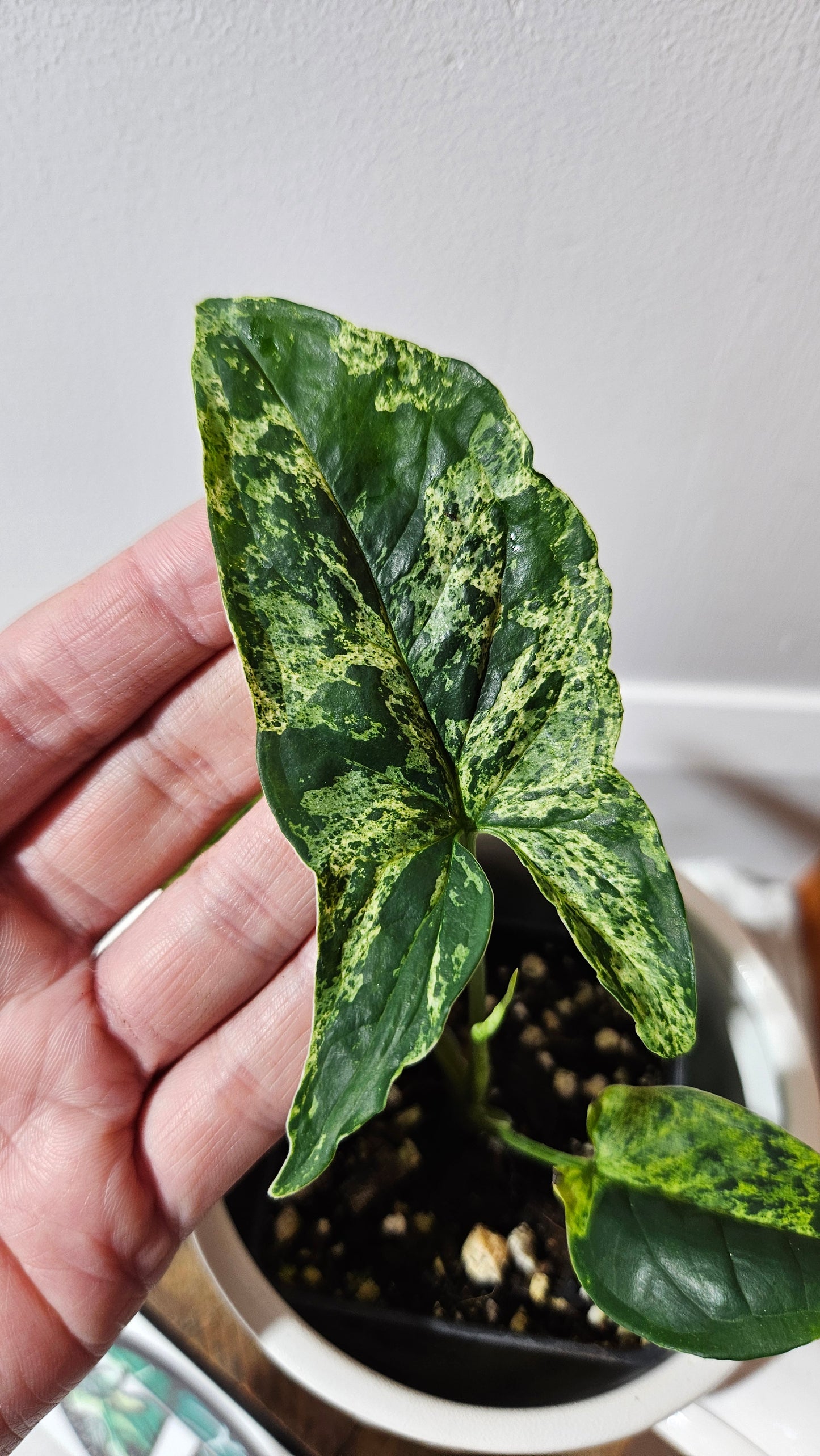 Syngonium Mojito (SYN-462)