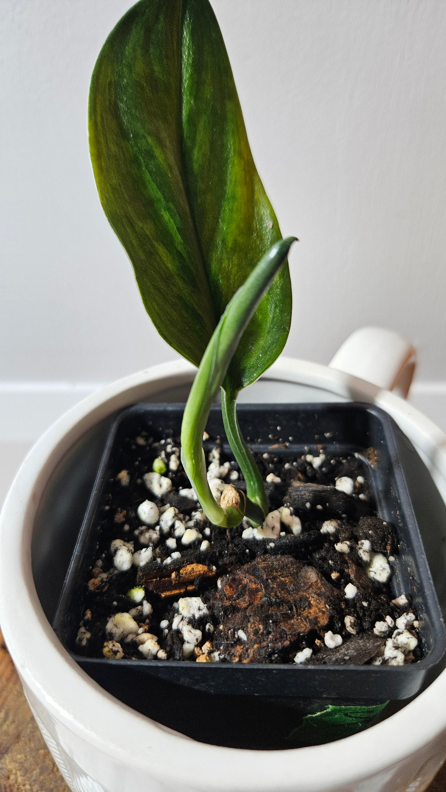 Scindapsus Treubii Dark Form Néon/Mutation (SCI-1277)