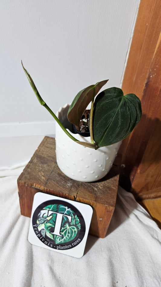 Philodendron Mican Var. REVERT (PHI-845)