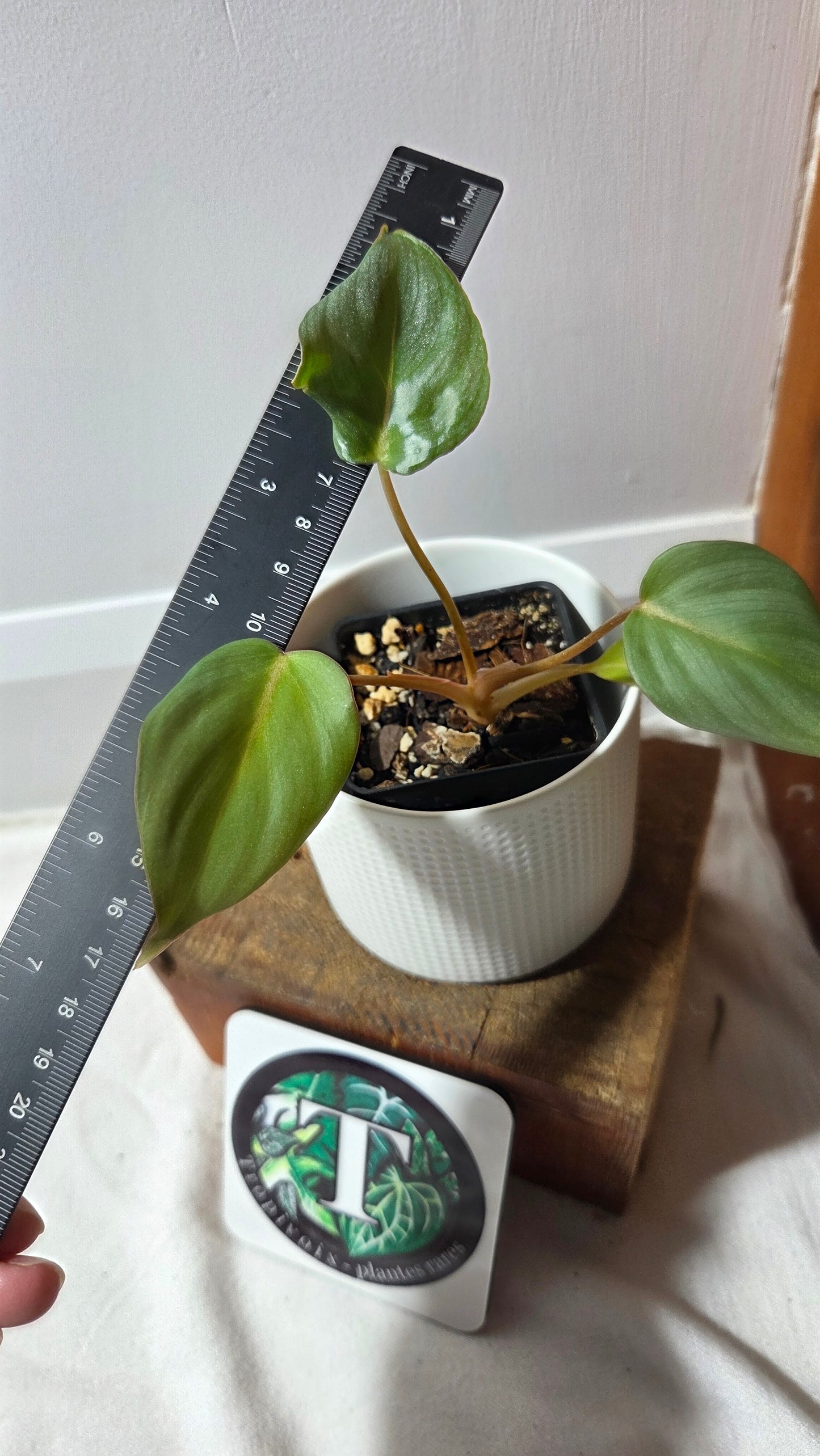 Philodendron Gloriosum Veins (PHI-682)