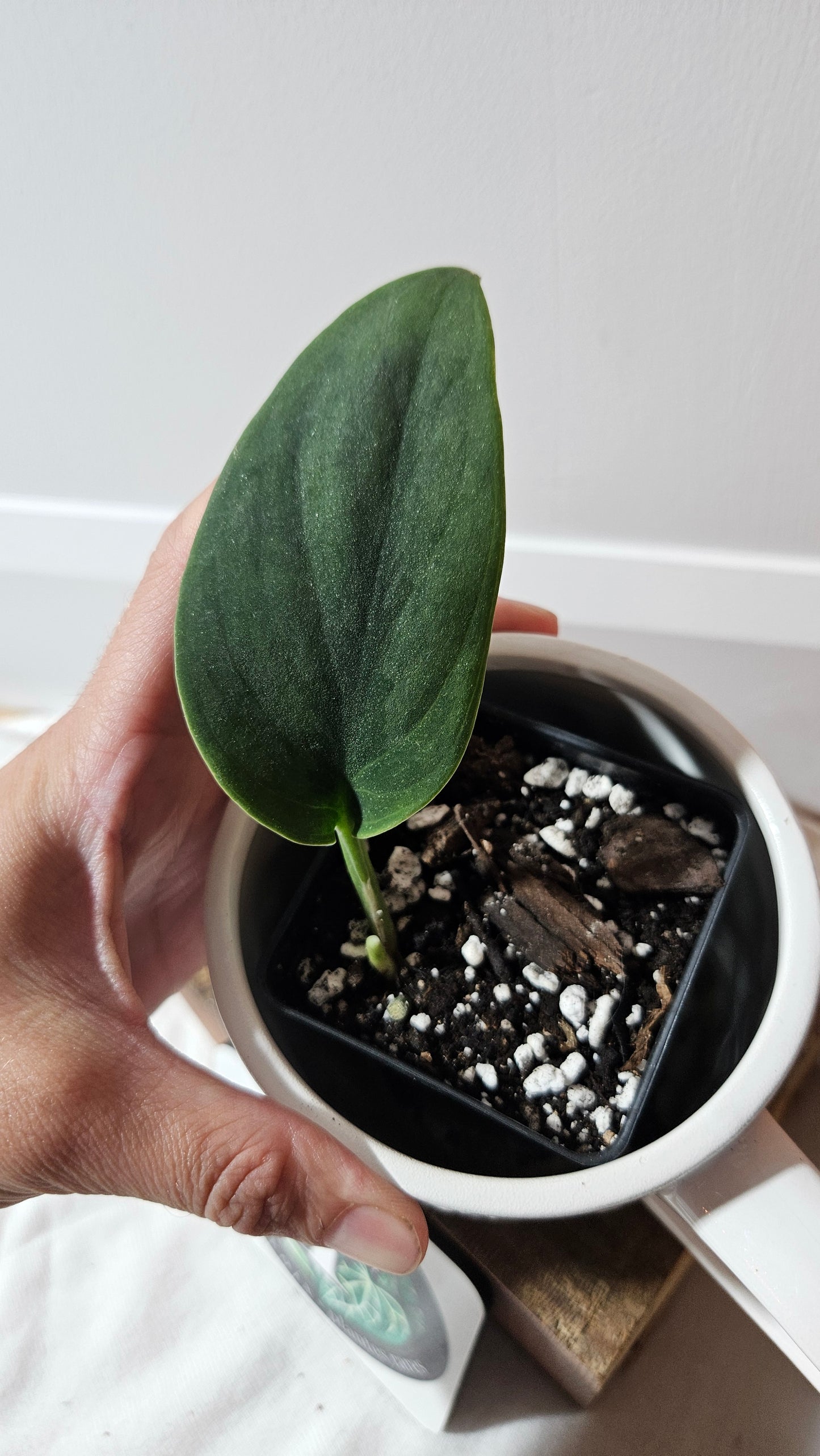 Scindapsus Blurik (SCI-1294)