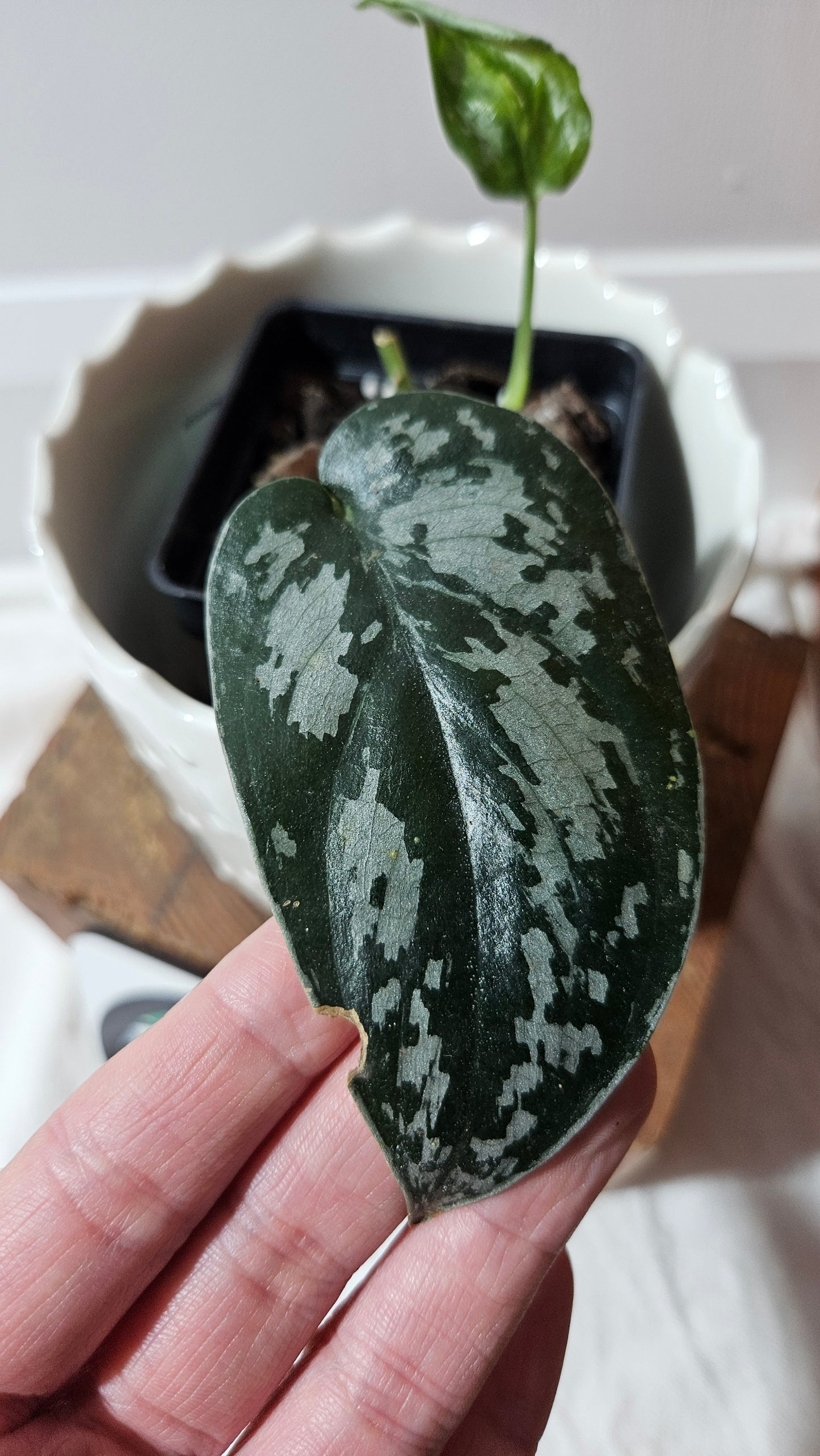 Scindapsus Black Exotica (SCI-1327)