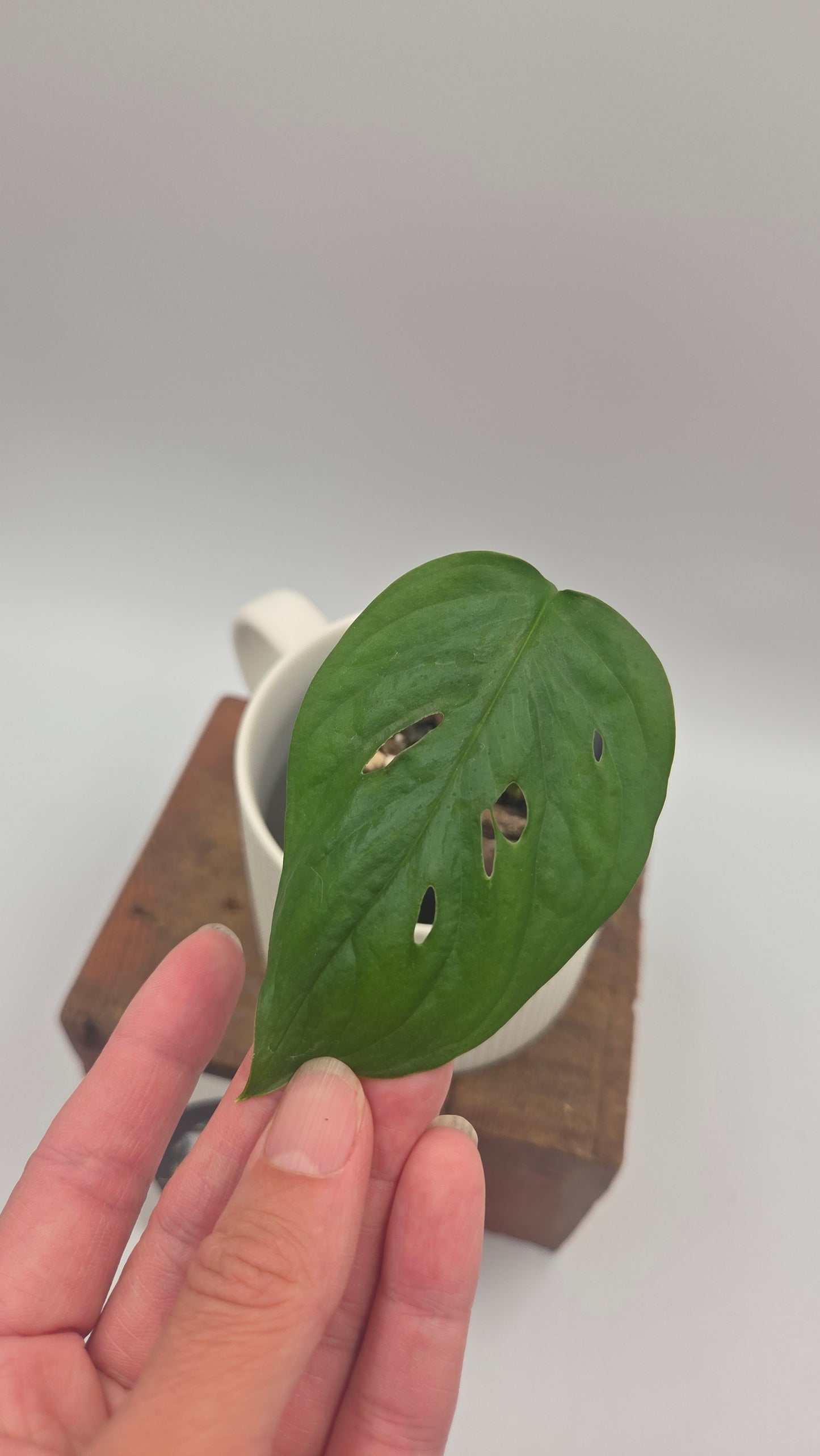 Monstera Acuminata (MON-573)