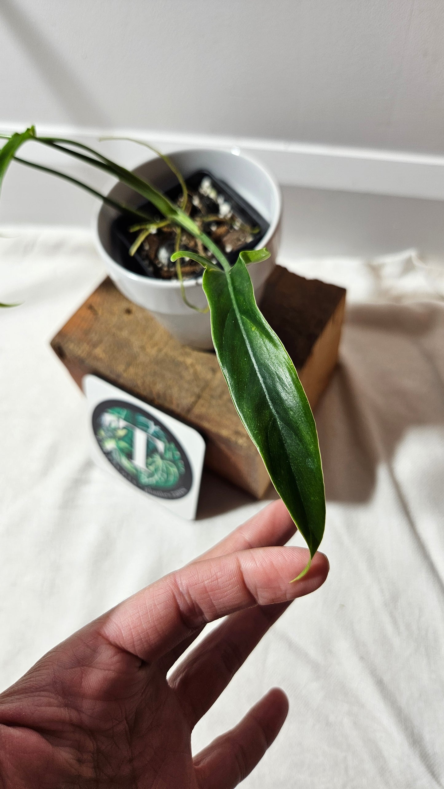 Philodendron Holtonianum Super Narrow (PHI-529)