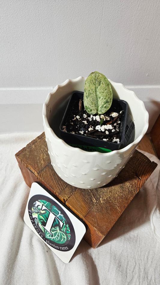 Scindapsus Silver Cloud mutation (SCI-1001)