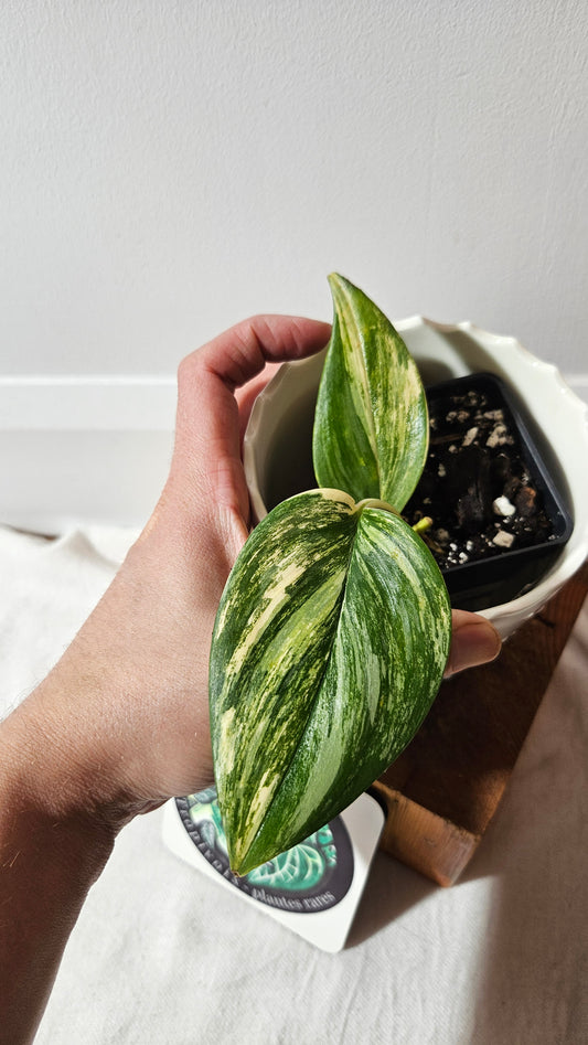 Scindapsus Rubicon (SCI-990)