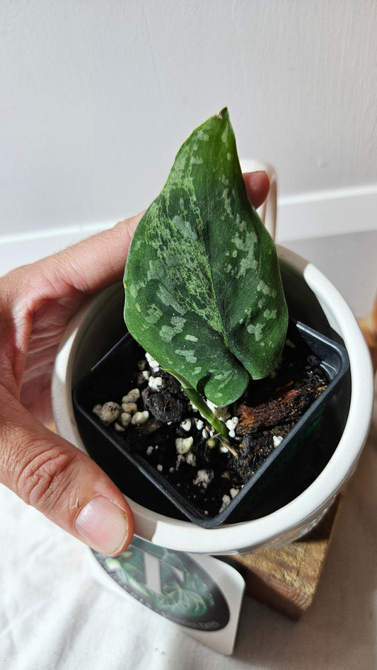 Scindapsus Argyraeus Mejile  (SCI-1307)