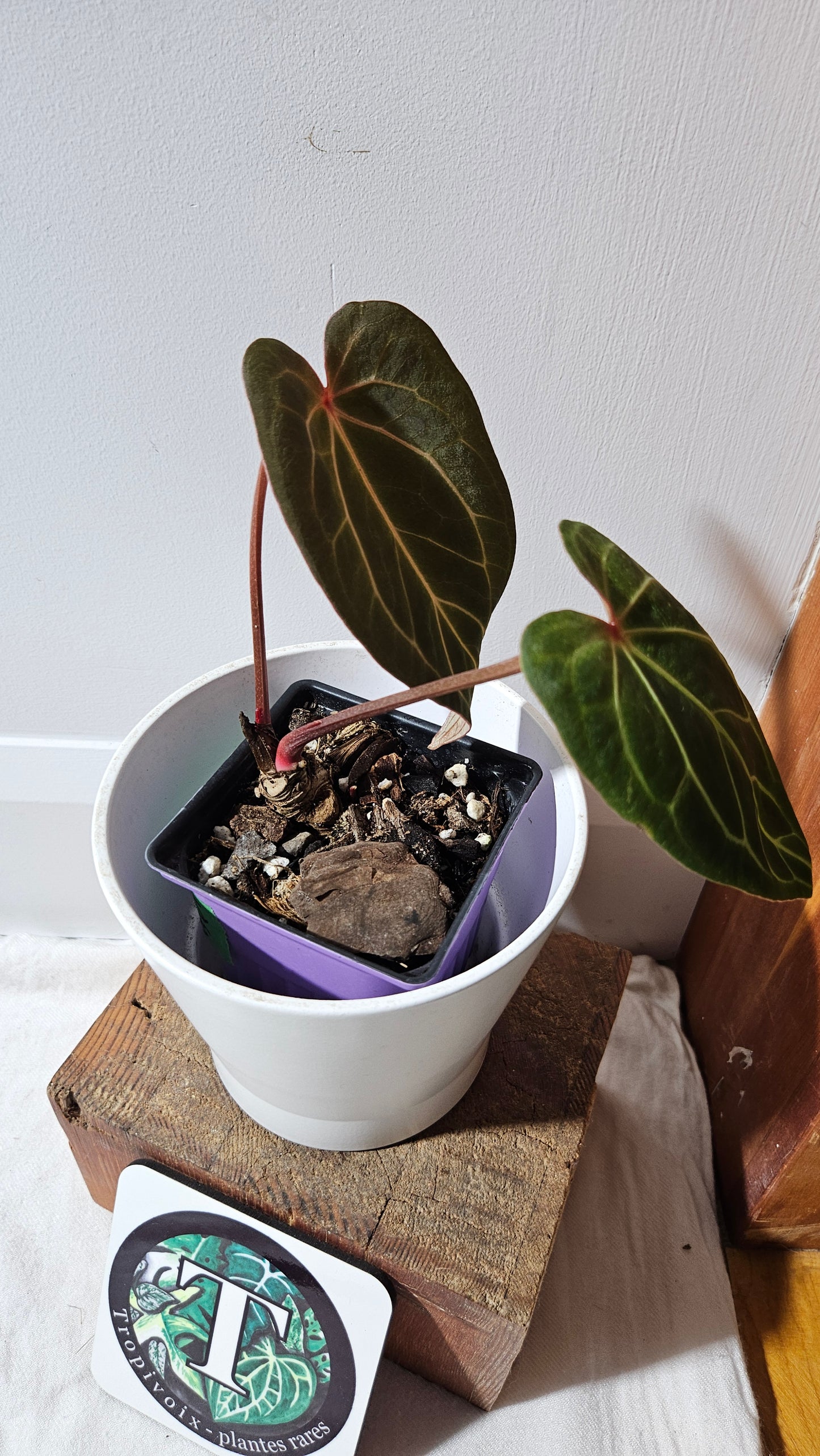 Anthurium Magnificum X KOS "format MOYEN" (ANT-563)
