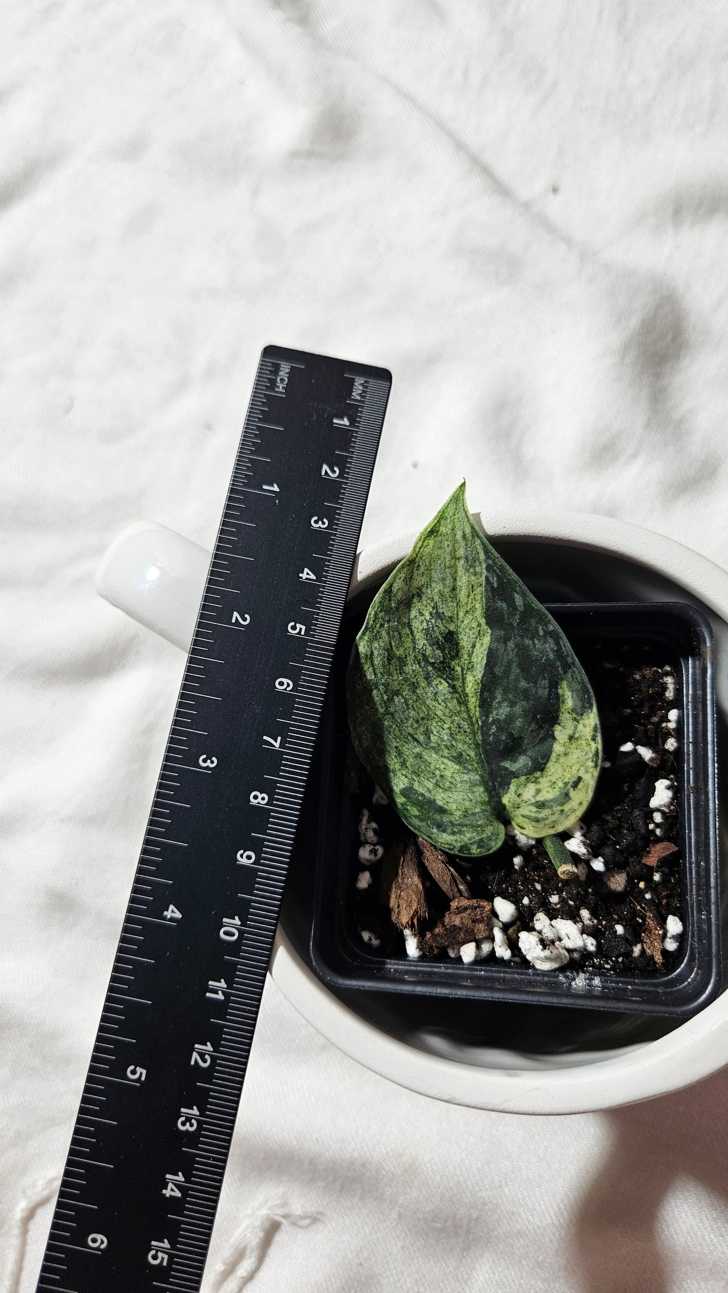 Scindapsus Silver Cloud mutation (SCI-1091)