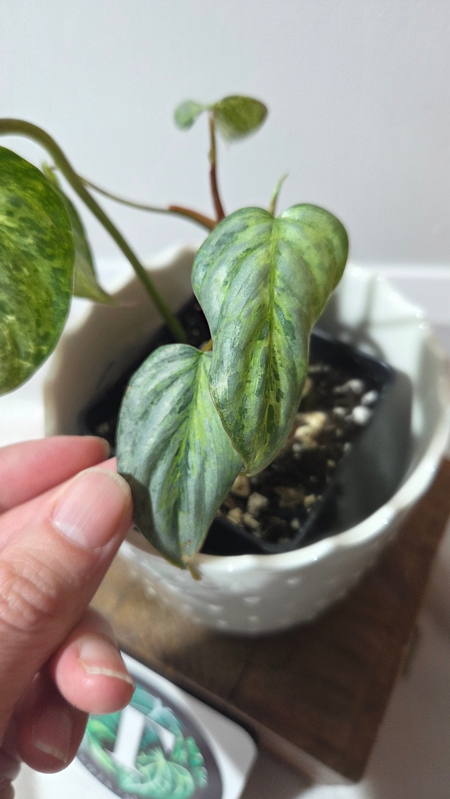 Philodendron Sodiroi Variegata (PHI-985)