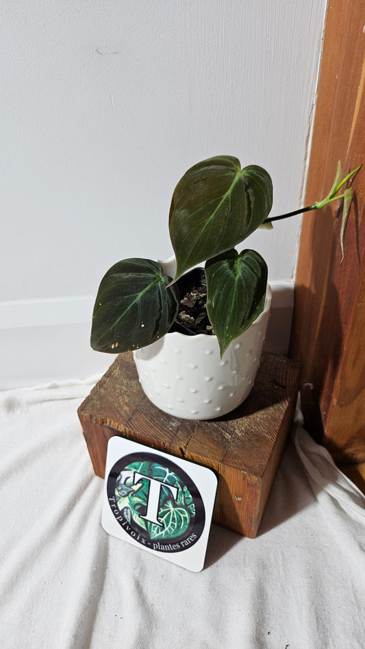 Philodendron Mican Var. REVERT (PHI-846)