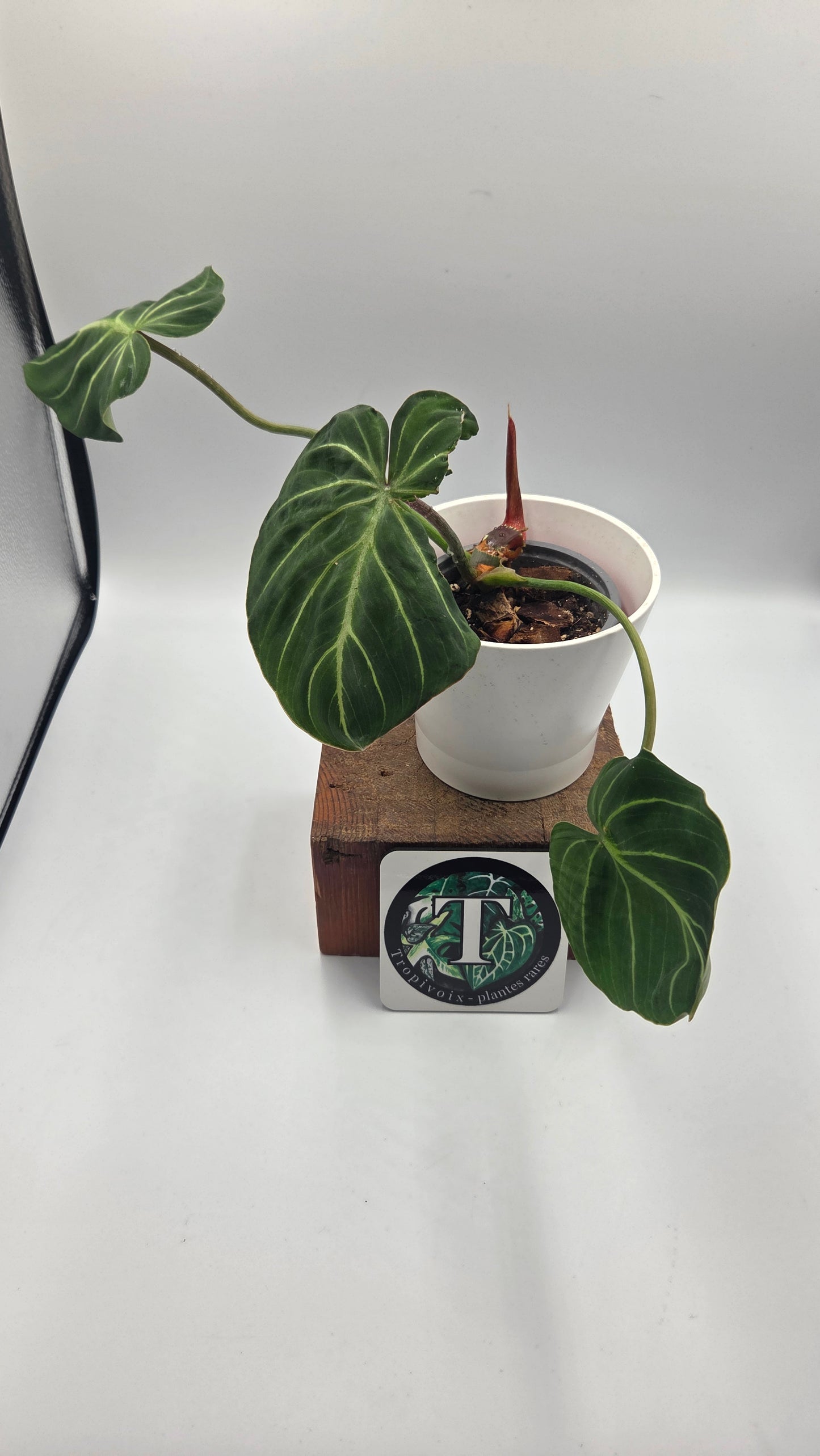 Philodendron Gloriosum Pink (PHI-1047)