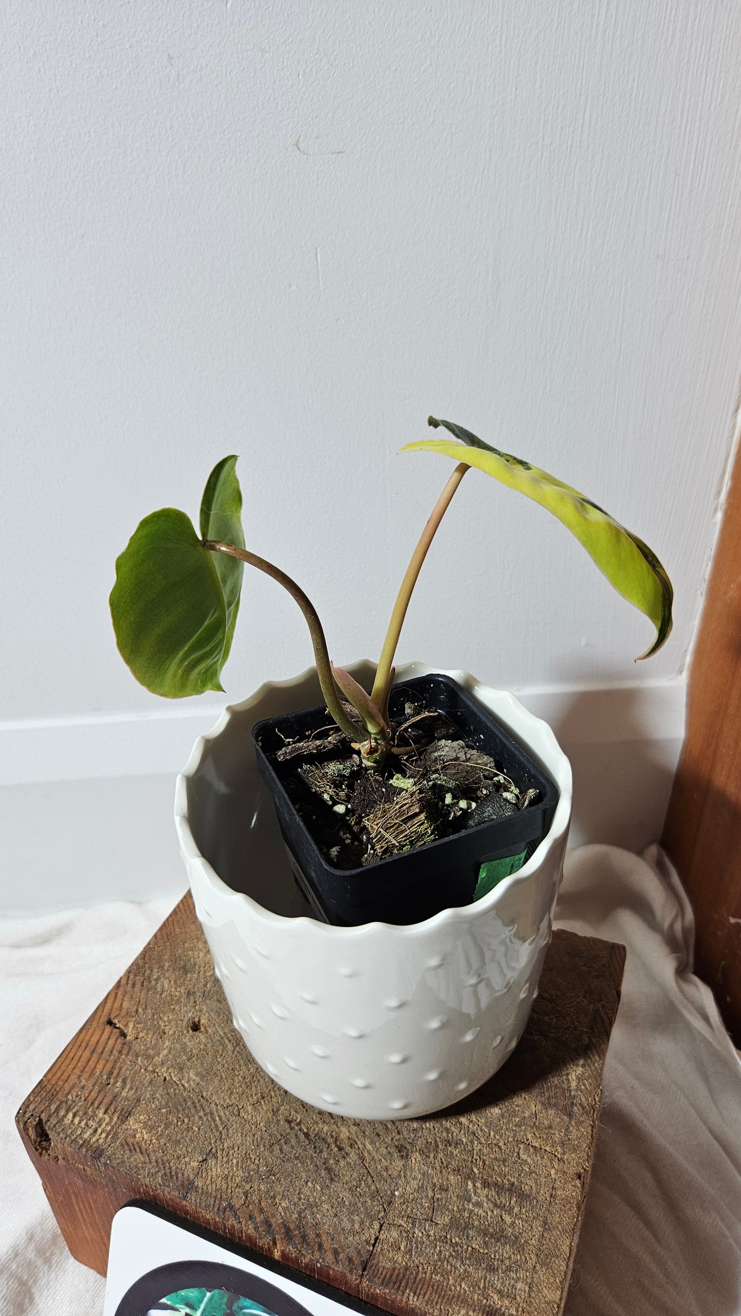 Philodendron Burlemarx Variegata (PHI-570)