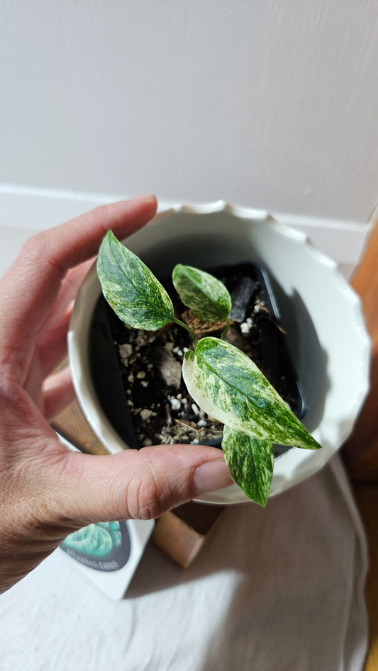 Monstera Laniata Mint (MON-418)