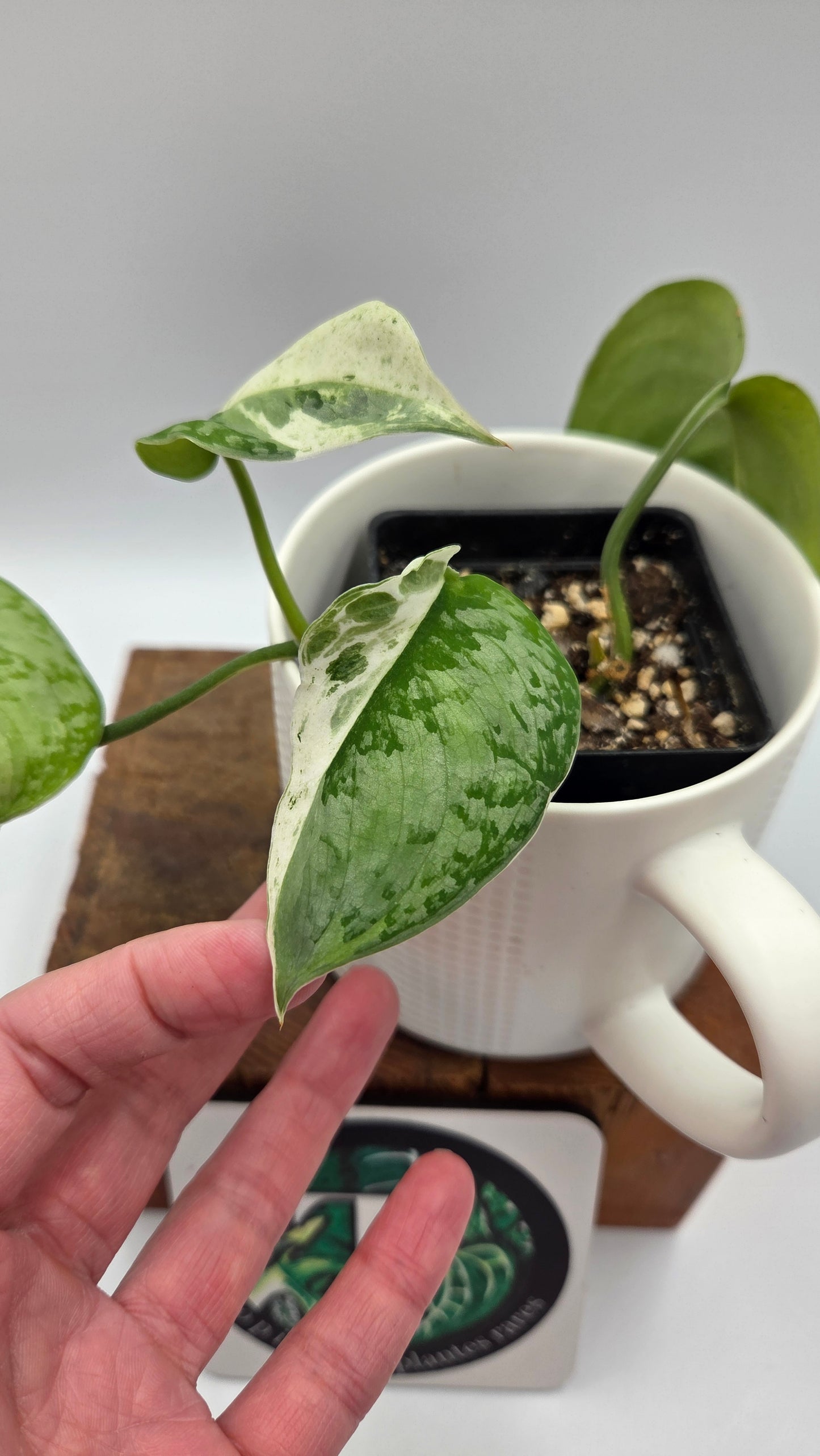 Scindapsus Salamount (SCI-755)