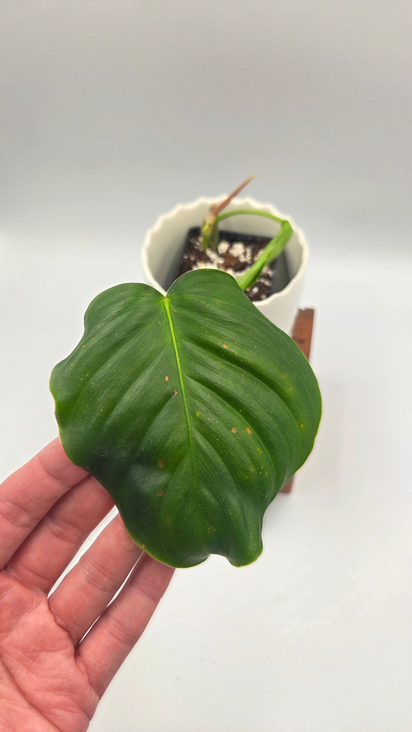 Philodendron Quelatii Round (PHI-1043)