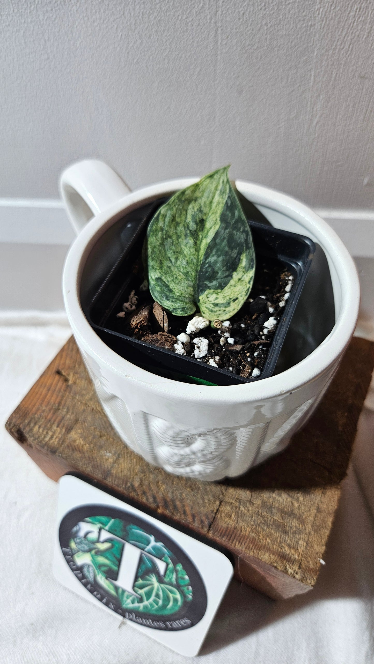 Scindapsus Silver Cloud mutation (SCI-1091)