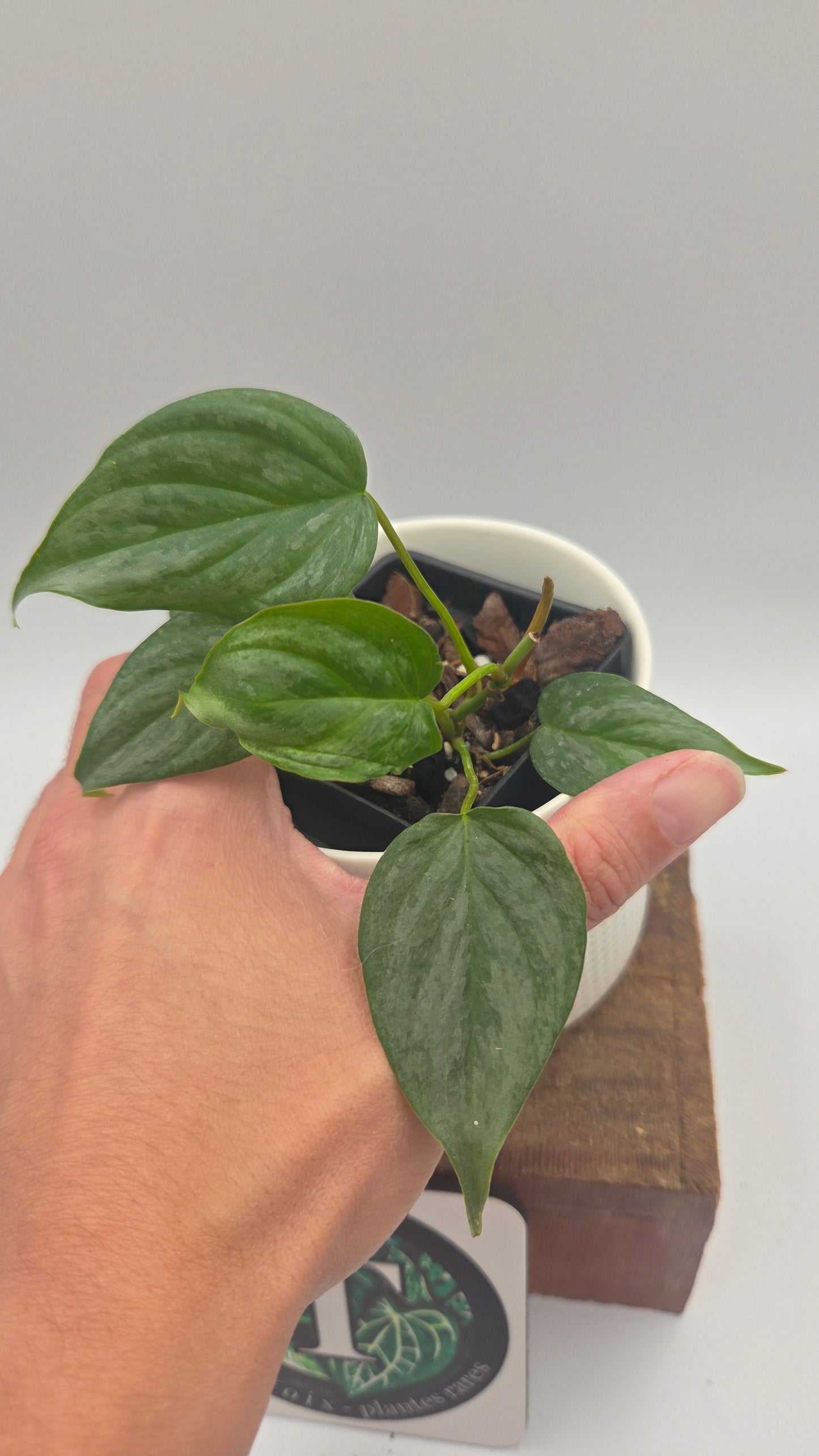 Philodendron Majestic (PHI-1083)