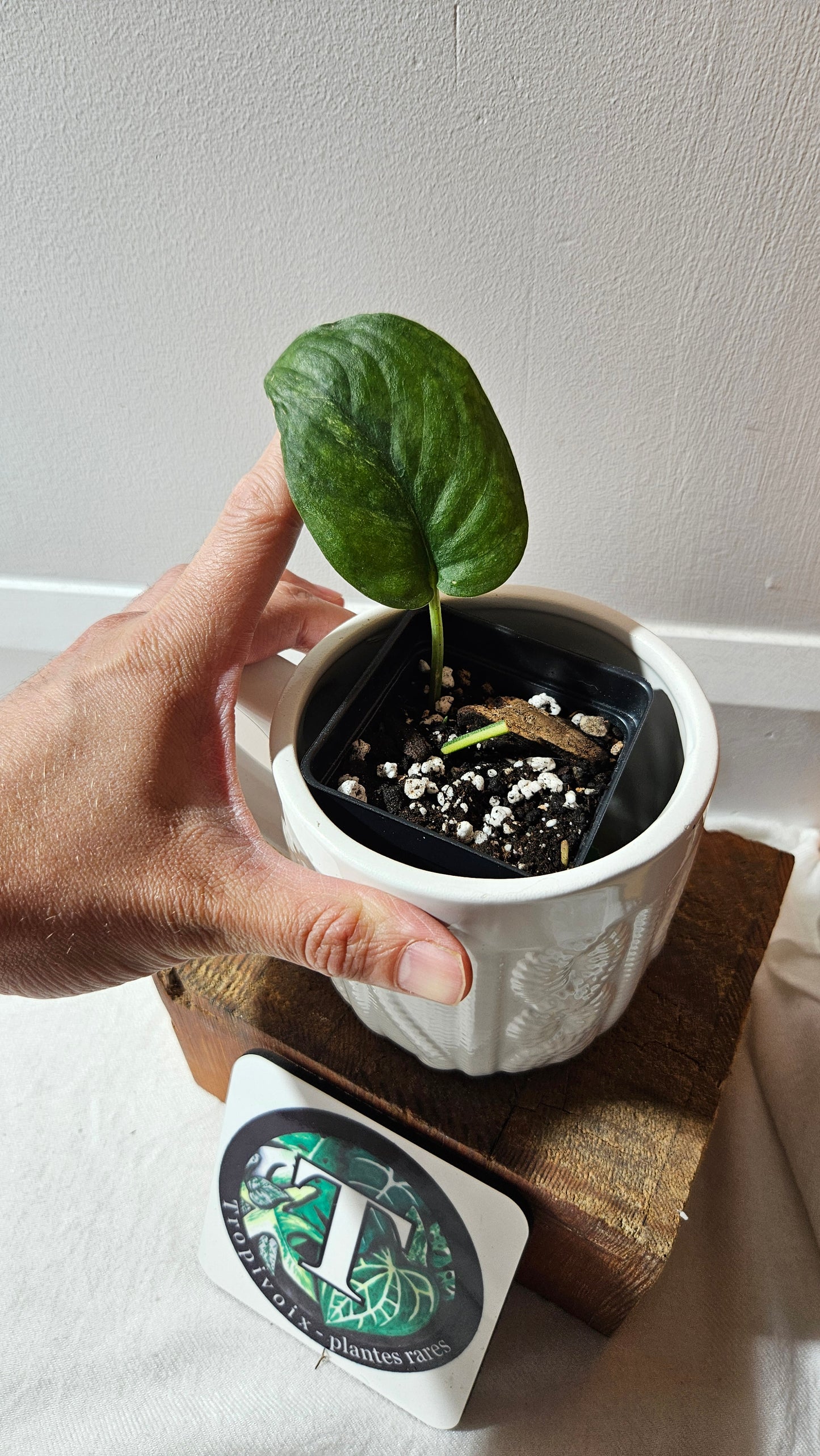 Scindapsus Silver Tattoo Variegata (SCI-1093)