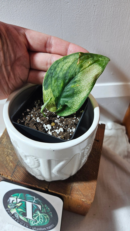 Scindapsus Silver Splash kiara (SCI-1191)