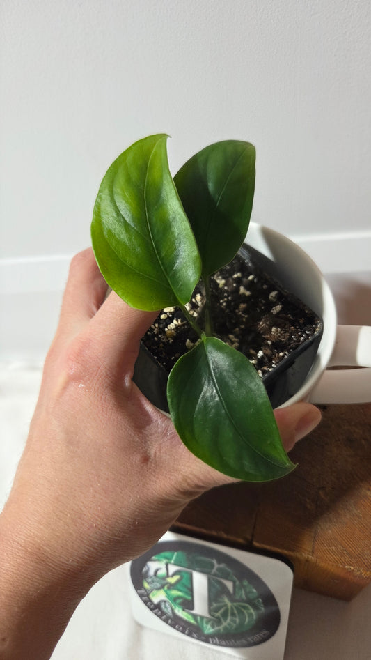 Monstera Obliqua Aff Amazonica (MON-513)