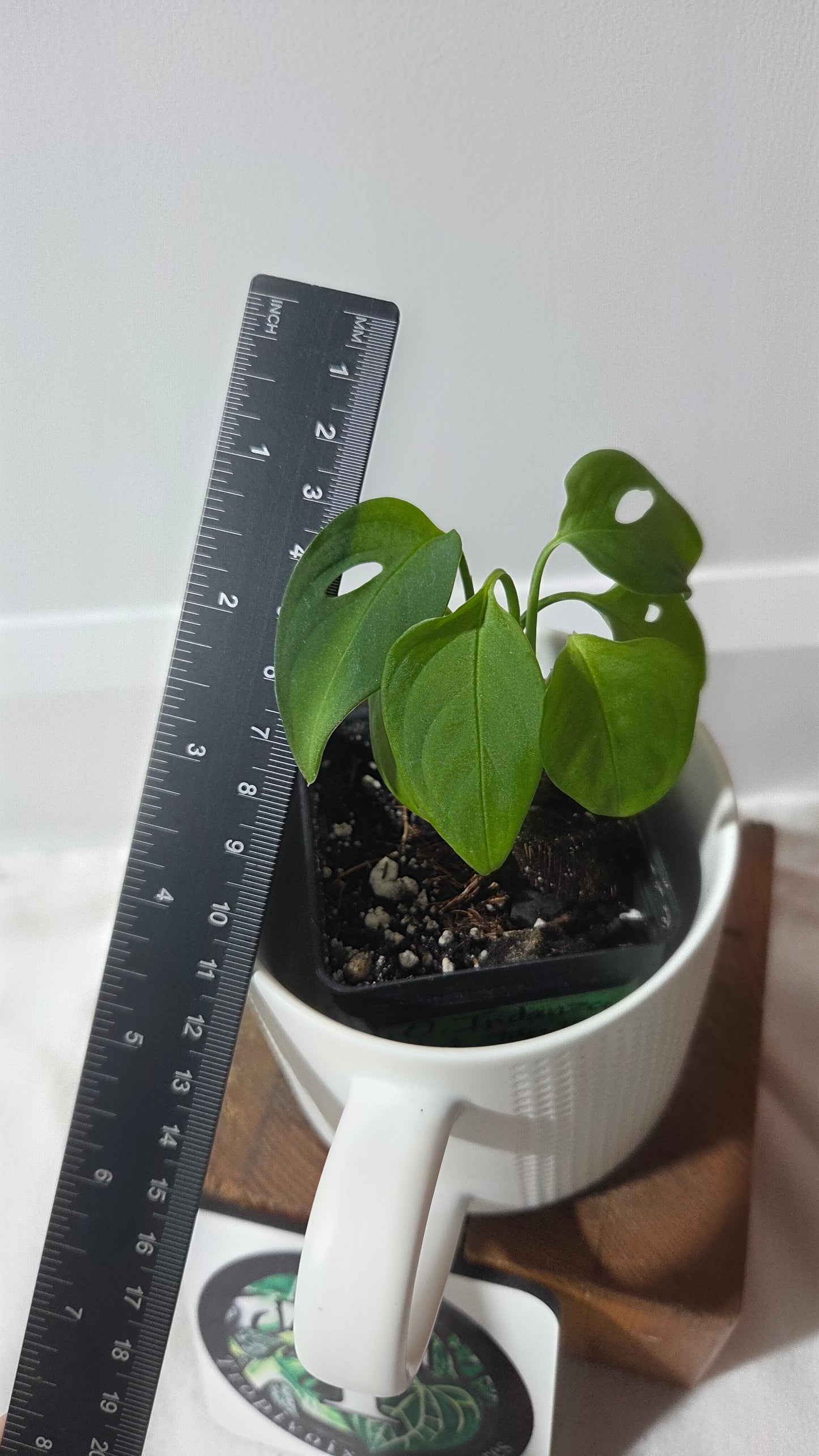 Monstera Obliqua Aff Indanza (MON-528)