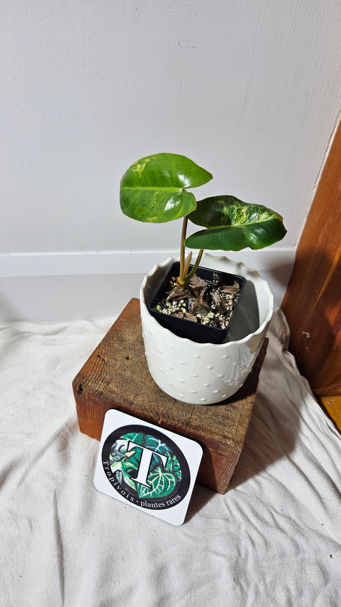 Philodendron Burlemarx Variegata (PHI-571)