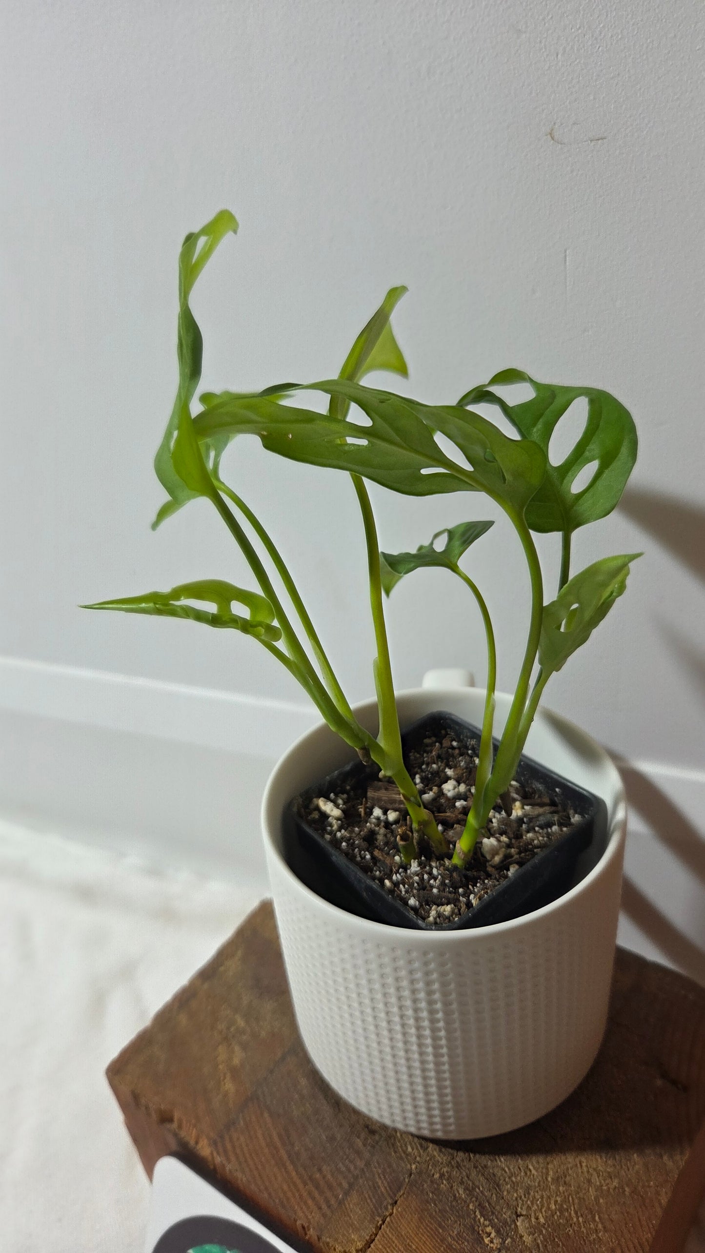 Monstera Obliqua Aff Tena (MON-447)