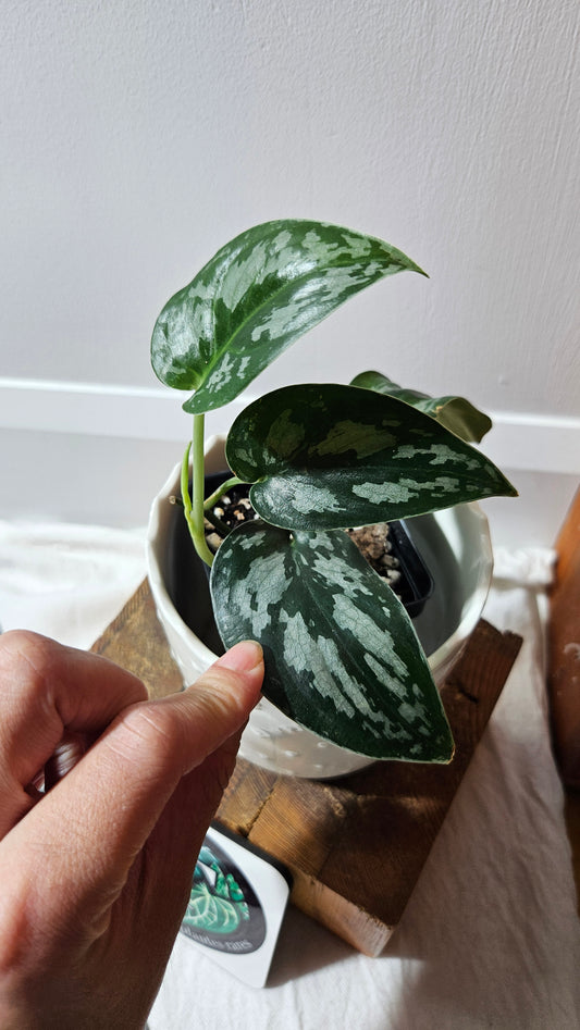 Scindapsus Black Exotica (SCI-1335)