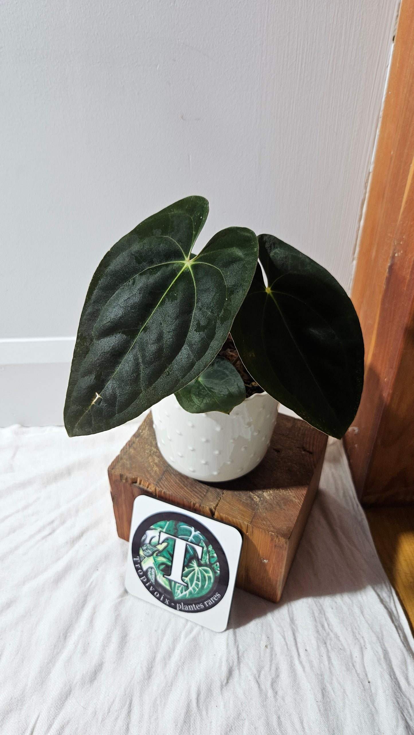 Anthurium  Papillilaminum (d'équateur) "format MOYEN" (ANT-611)