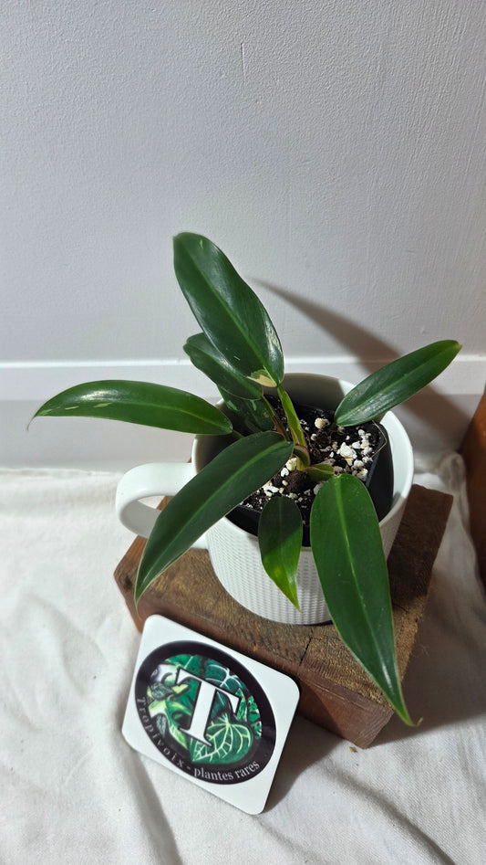 Philodendron Wend Imbe Variegata (PHI-975)