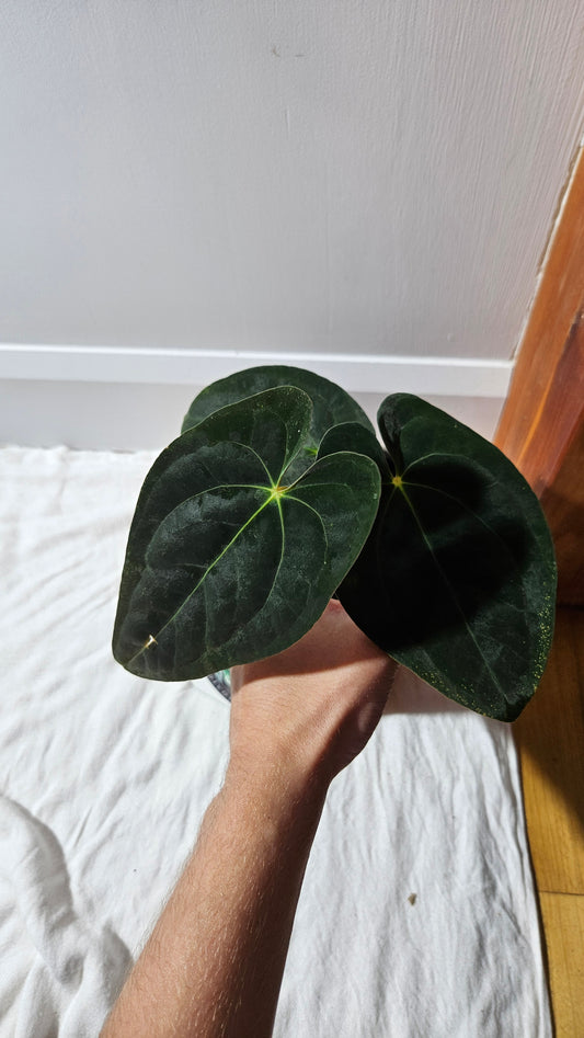 Anthurium  Papillilaminum (d'équateur) "format MOYEN" (ANT-611)