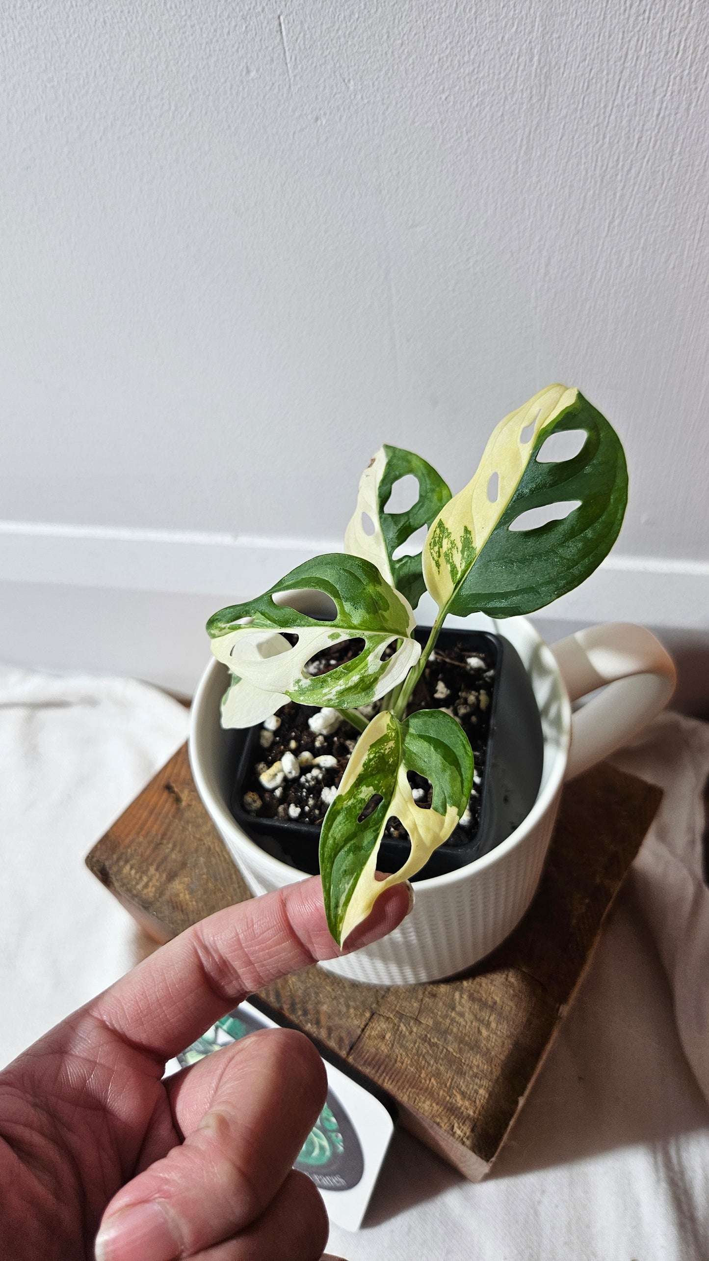 Monstera Andasonii Tricolore (MON-480)