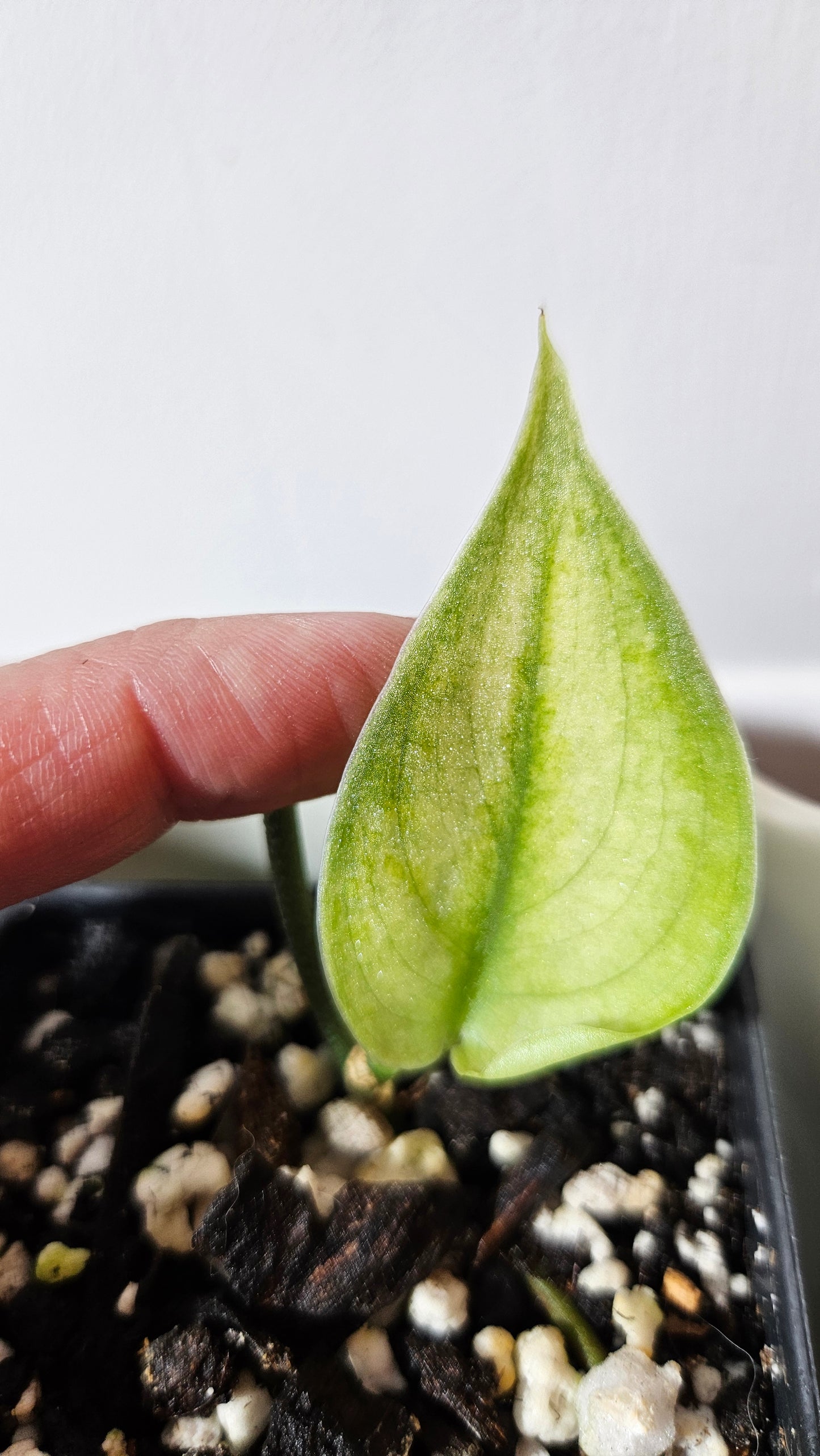 Scindapsus Sparkling Bornéo (SCI-1056)