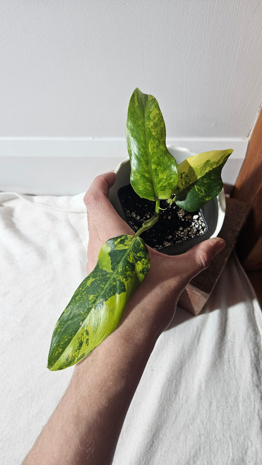 Philodendron Domesticum Variegata (PHI-774)