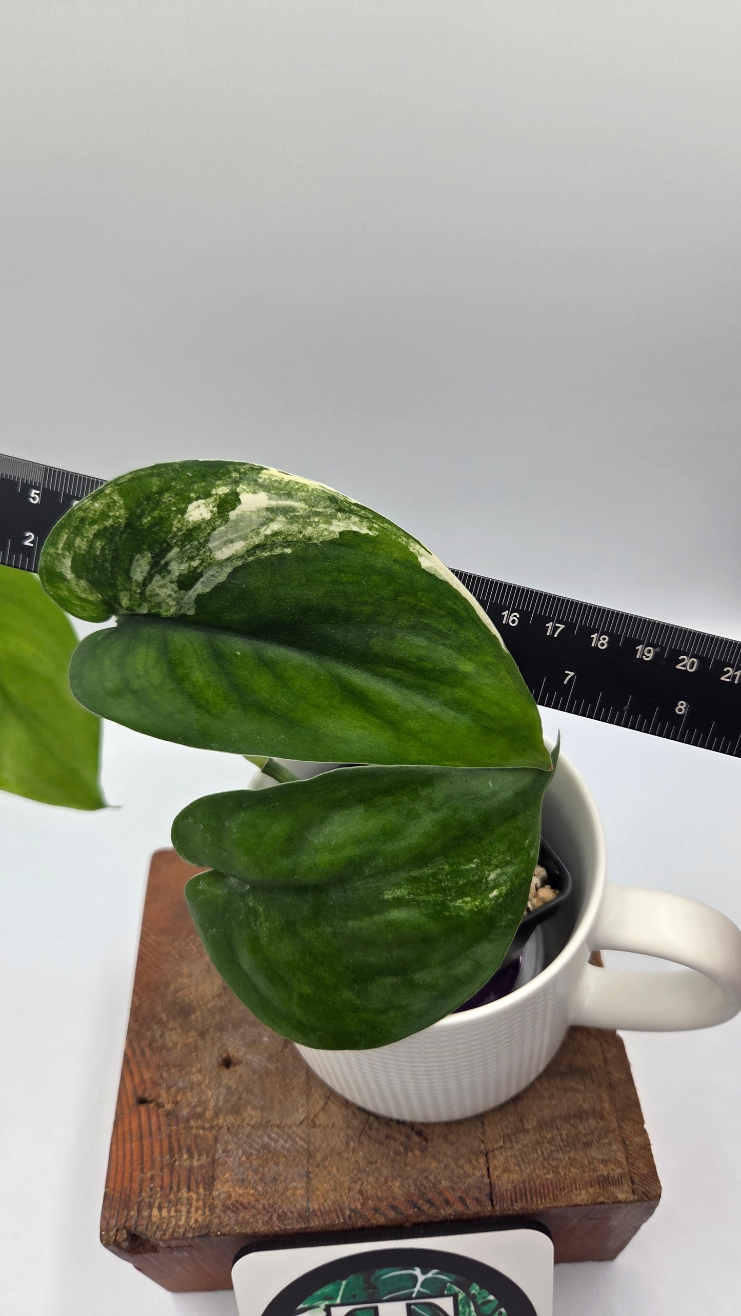 Scindapsus Jade Satin Albo (SCI-1045)