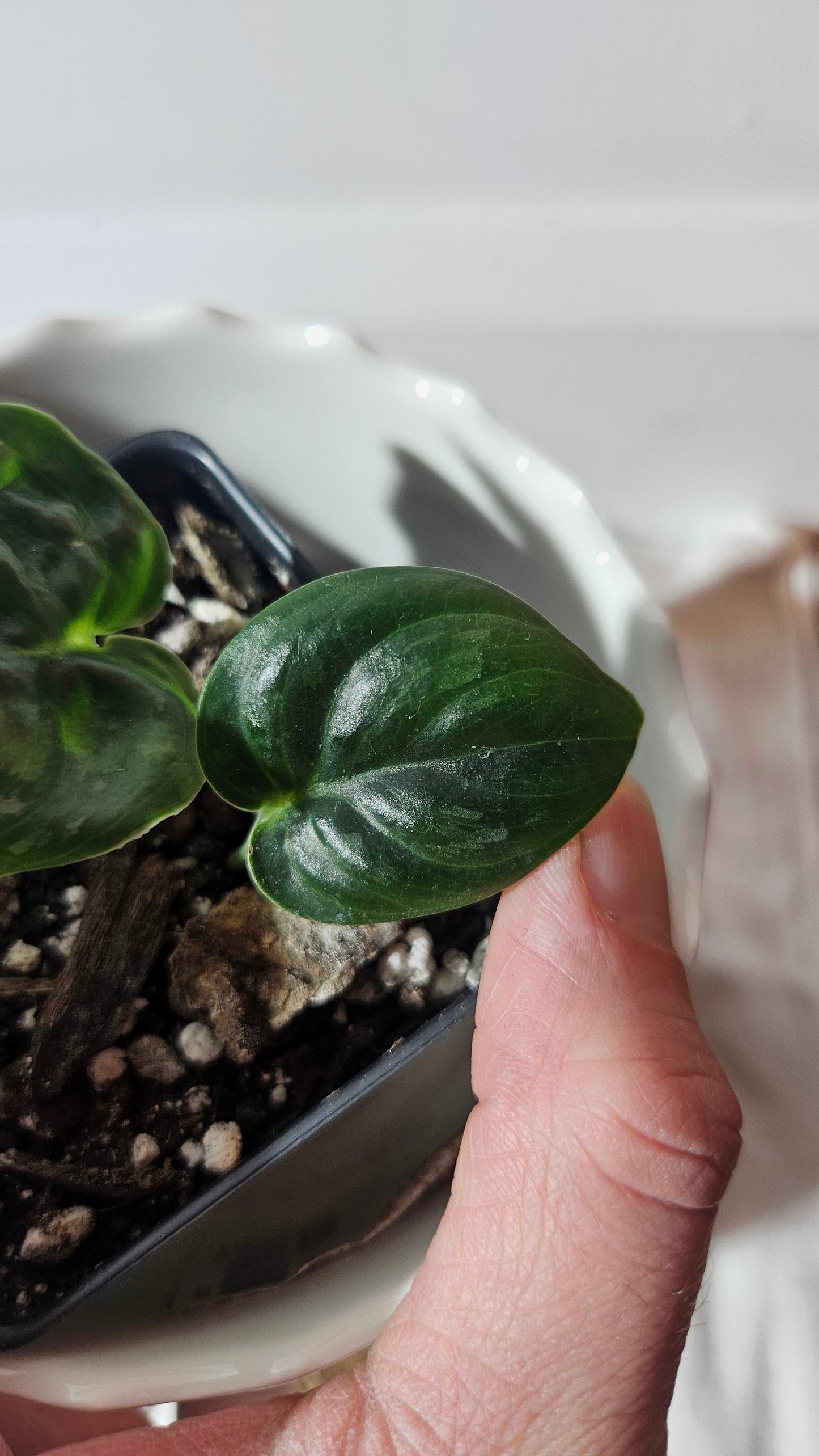 Scindapsus Dark Cloud (SCI-969)