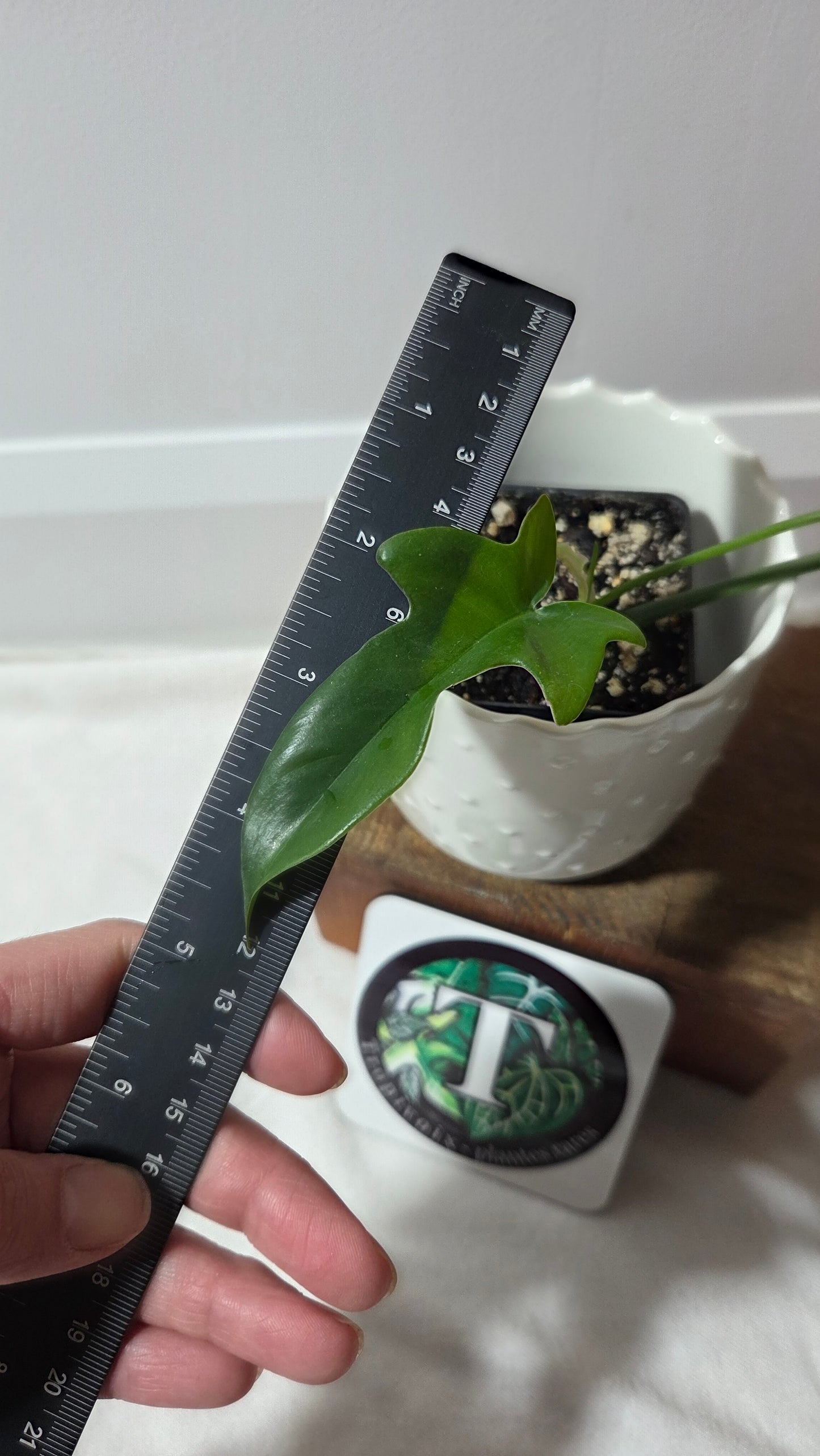 Philodendron Gladhands (PHI-958)