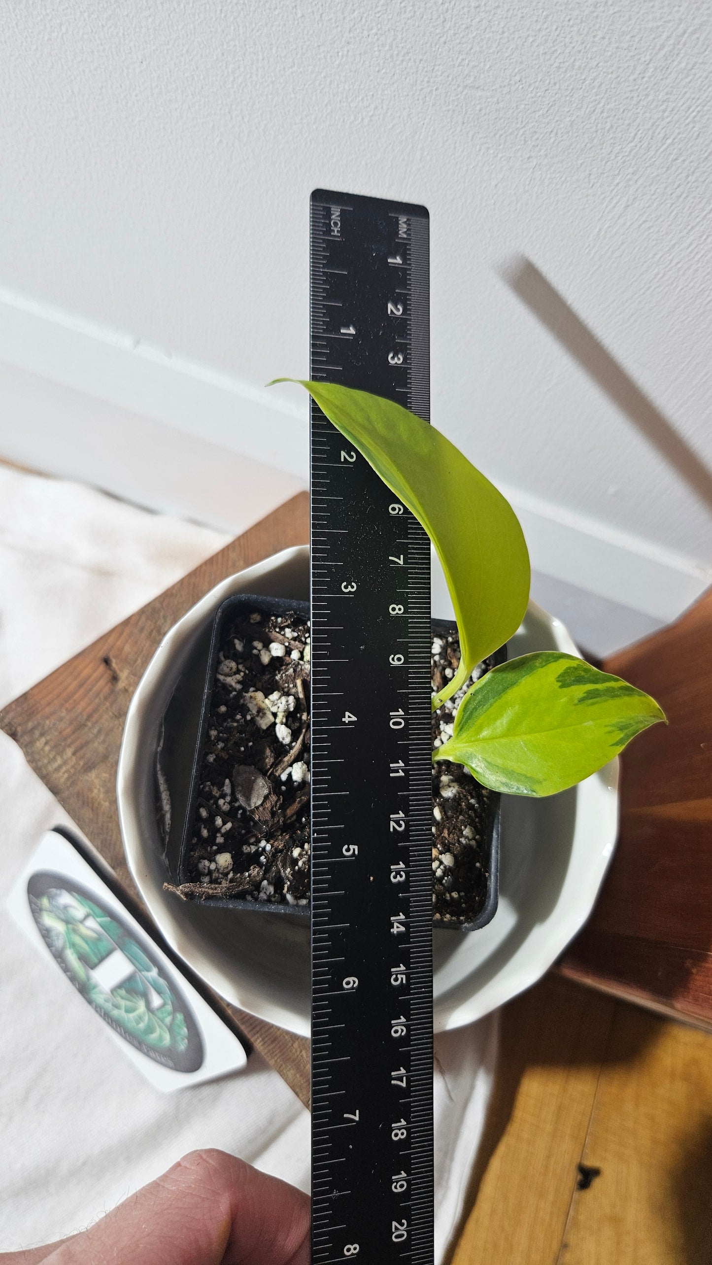Epipremnum Aureum Neon Joy (EPI-209)