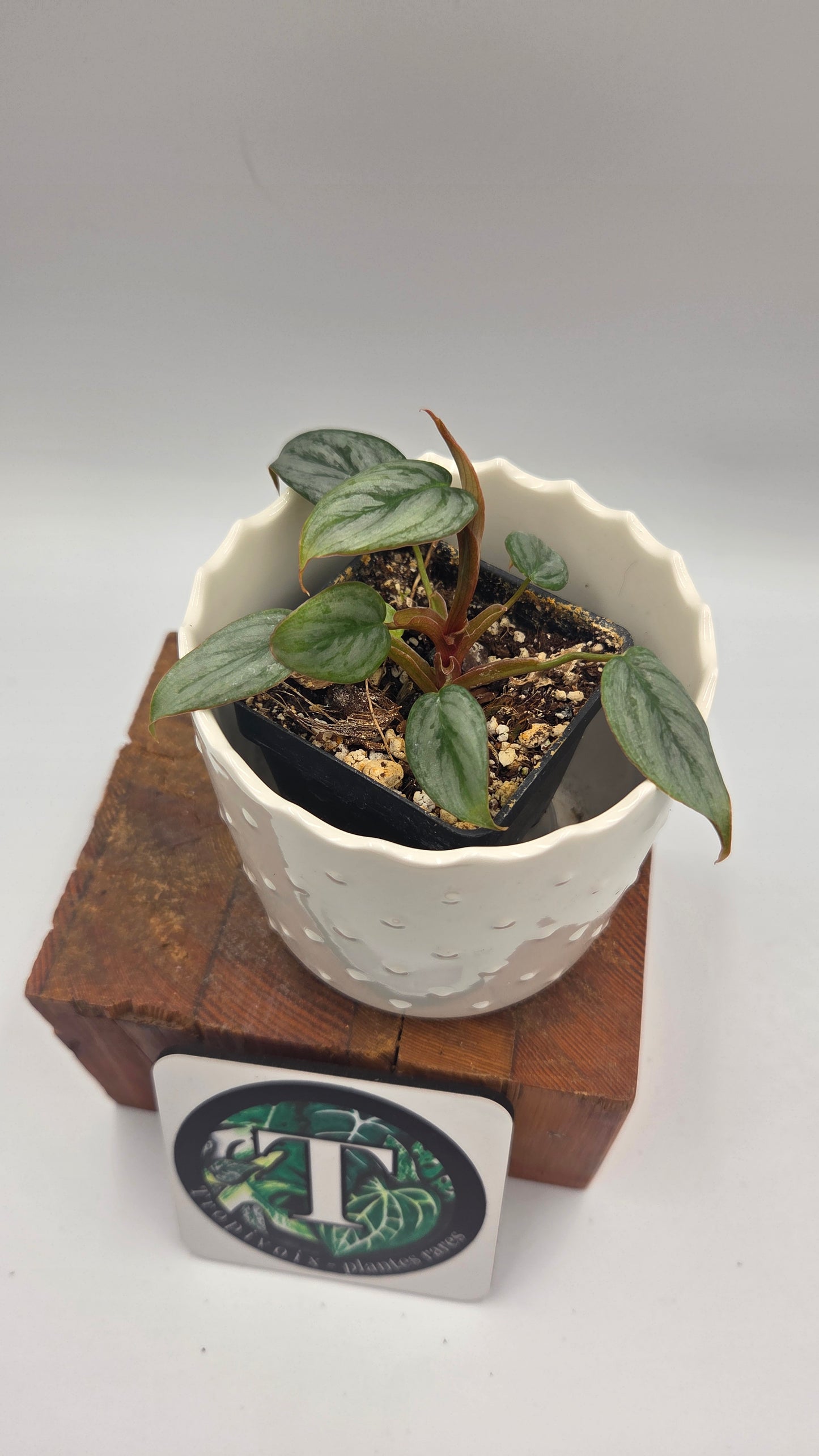 Philodendron Sodiroi (PHI-1040)