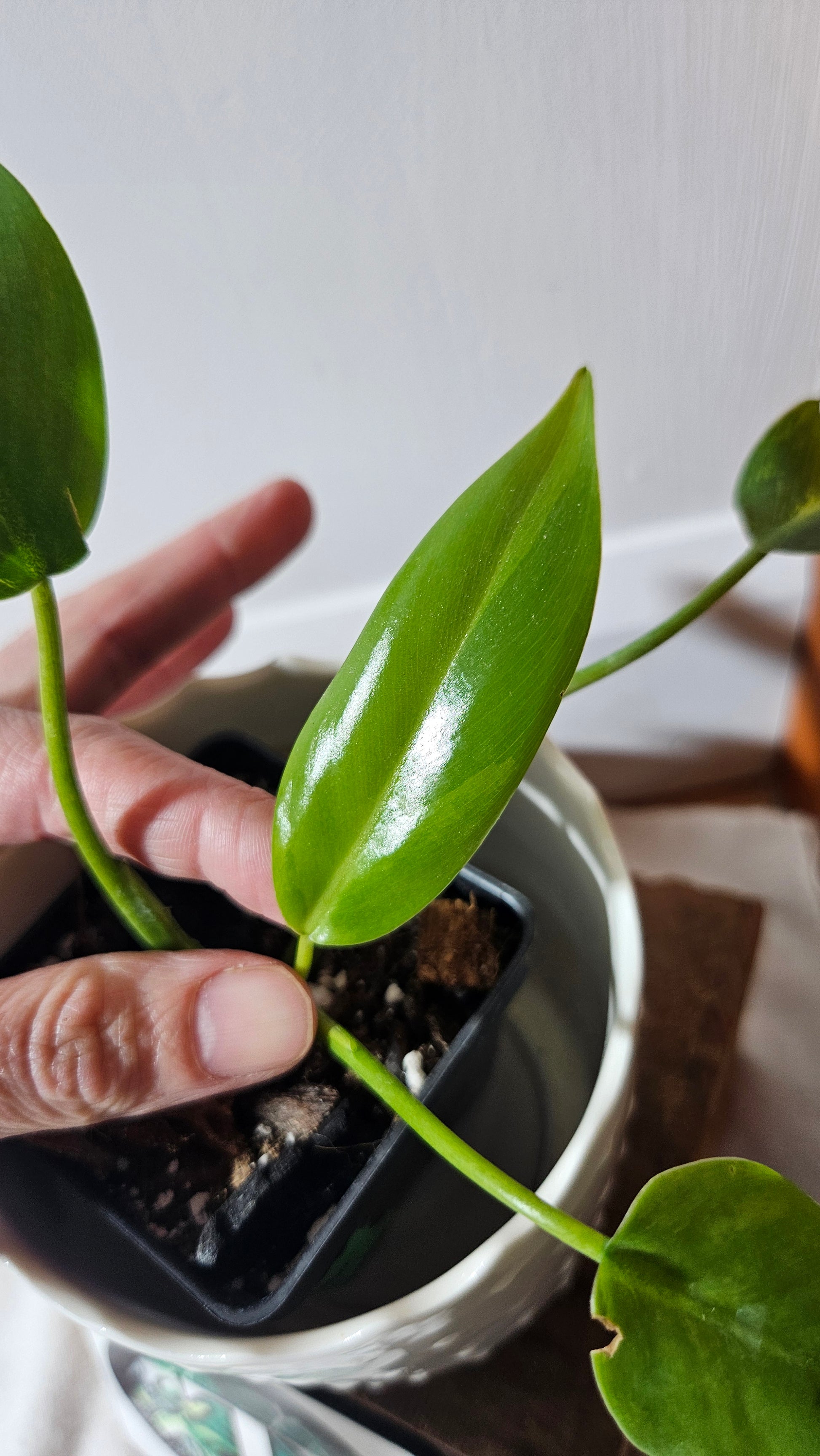 philodendron avocado shake Philodendron Avocado Shake (PHI-773)
