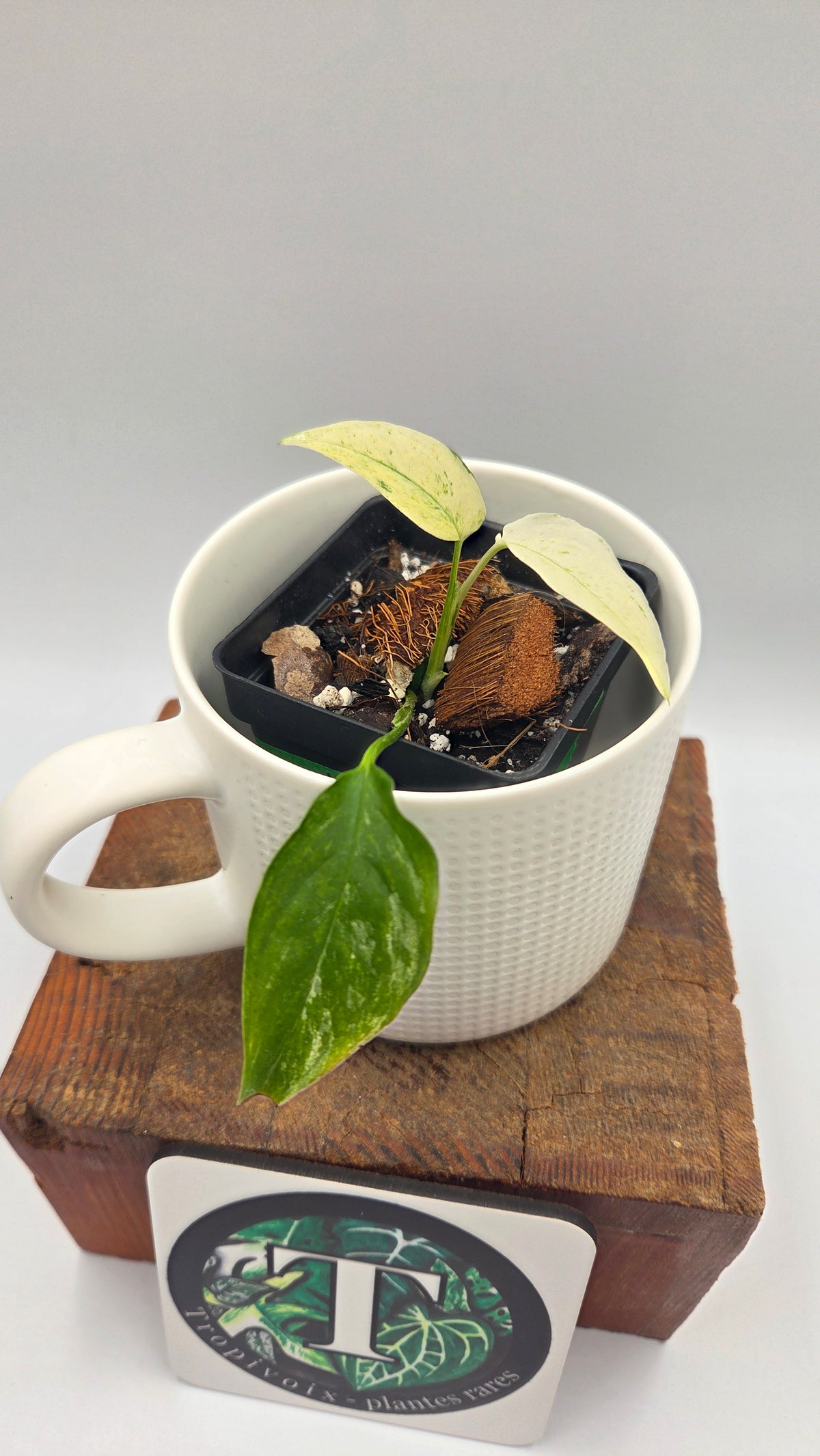 Monstera Laniata Mint (MON-576)