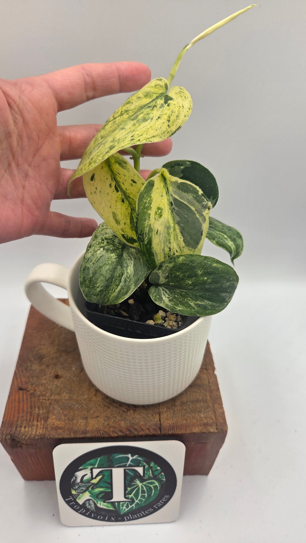 Scindapsus Silver Splash Tricolore (SCI-1154)
