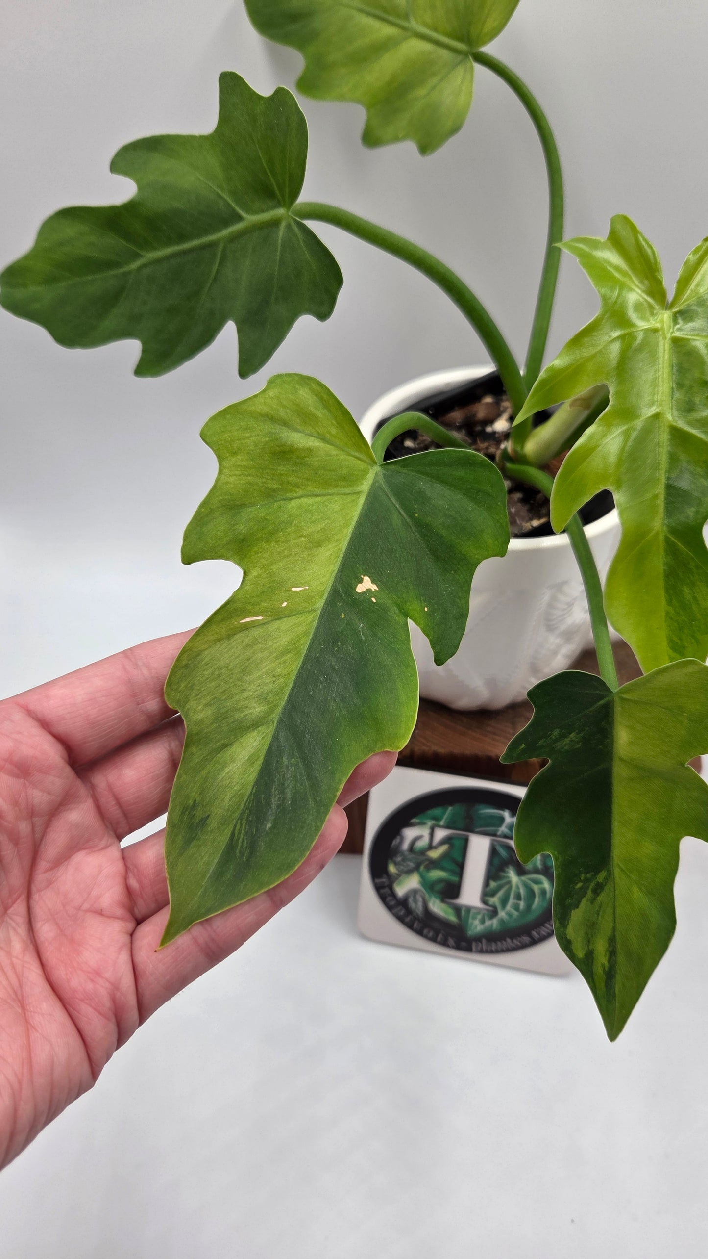 Philodendron Radiatum Variegata (PHI-1020)
