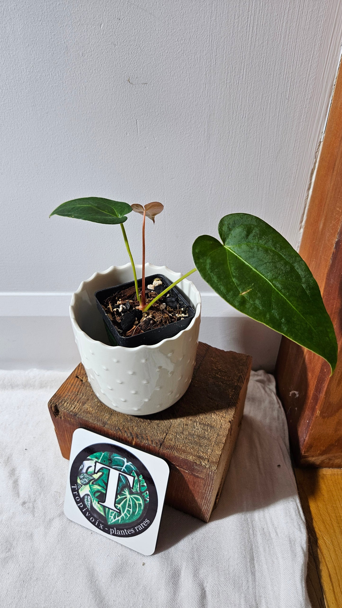 Anthurium Magnificum X Napo "format PETIT" (ANT-560)