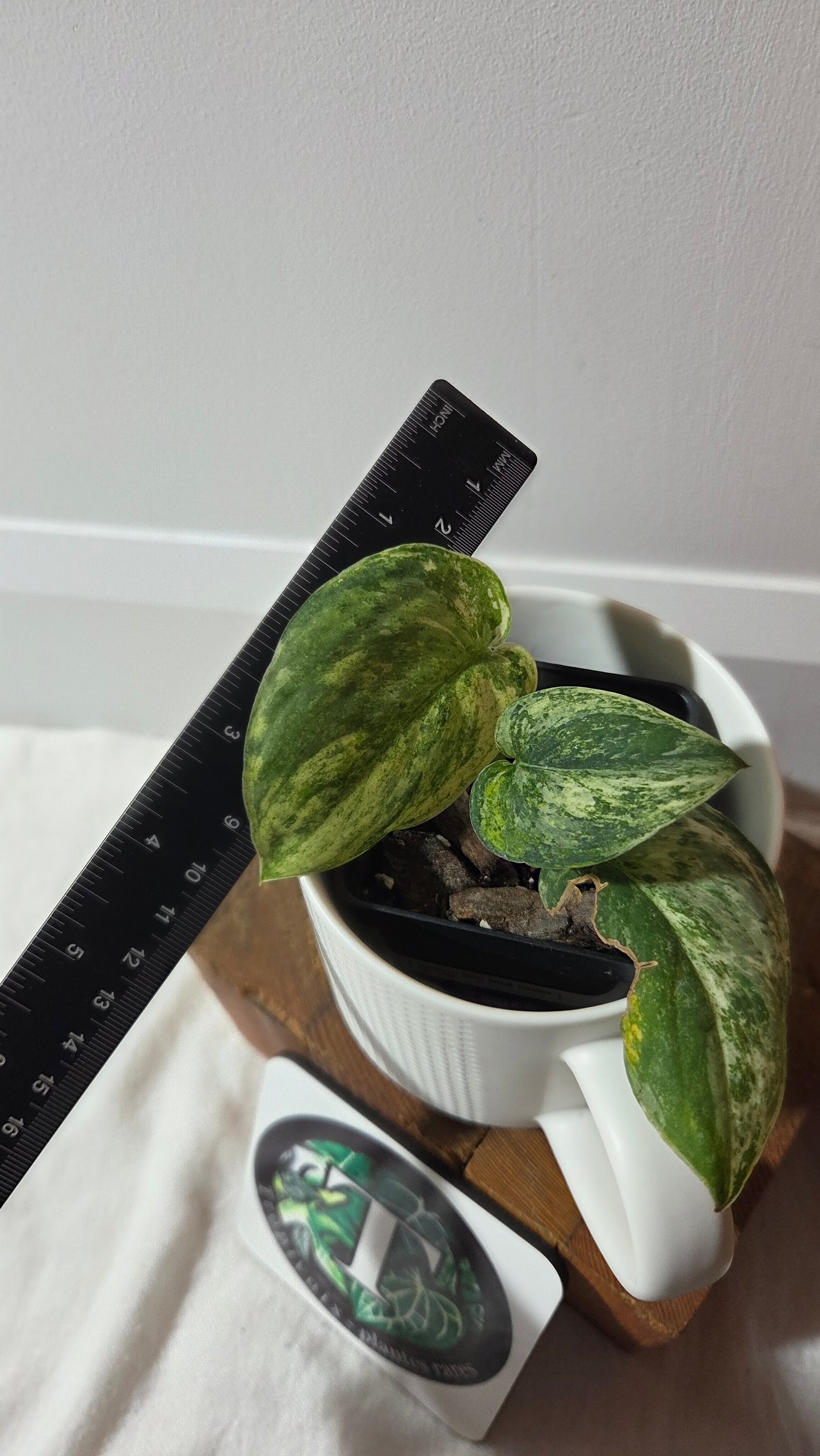 Scindapsus Silver Splash Tricolore (SCI-1369)